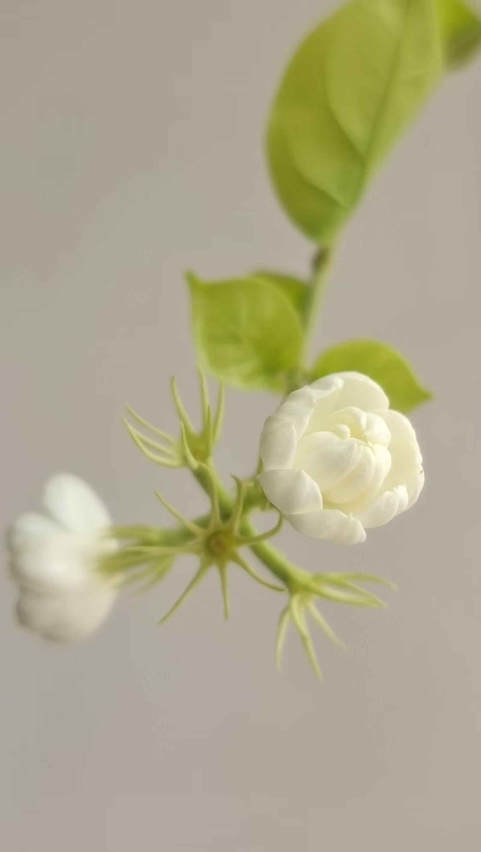 随手拍春天    一朵纯白的花