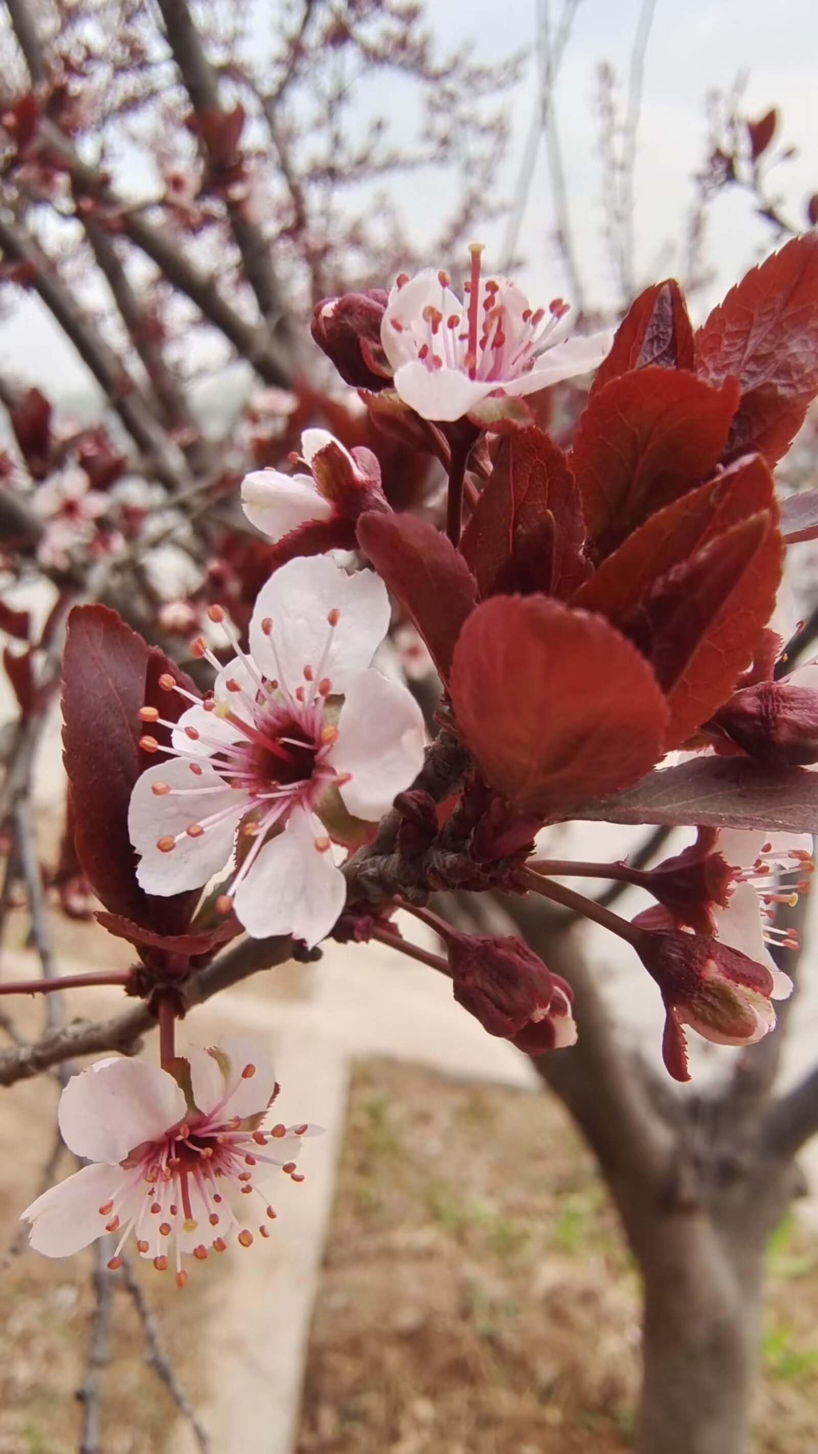 红李子树开花图片图片