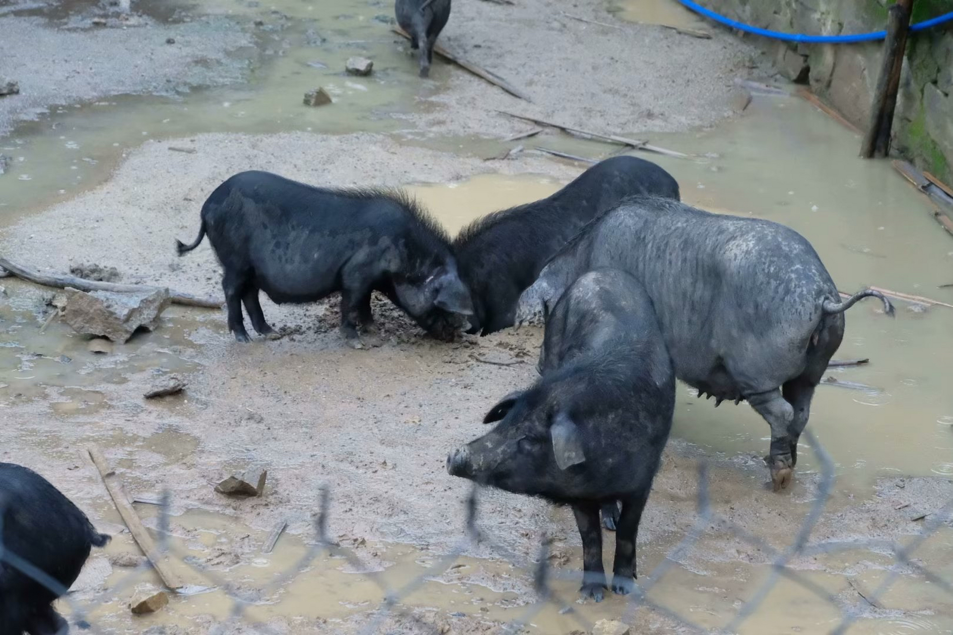 今日好友方小文带领场长等人前往"万年(胜记)酒楼"视察贵州香豚猪