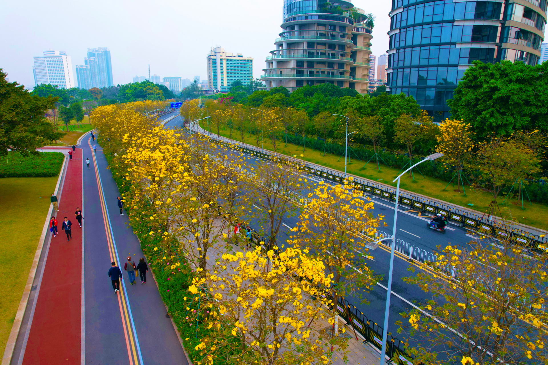 洲头咀公园黄花图片