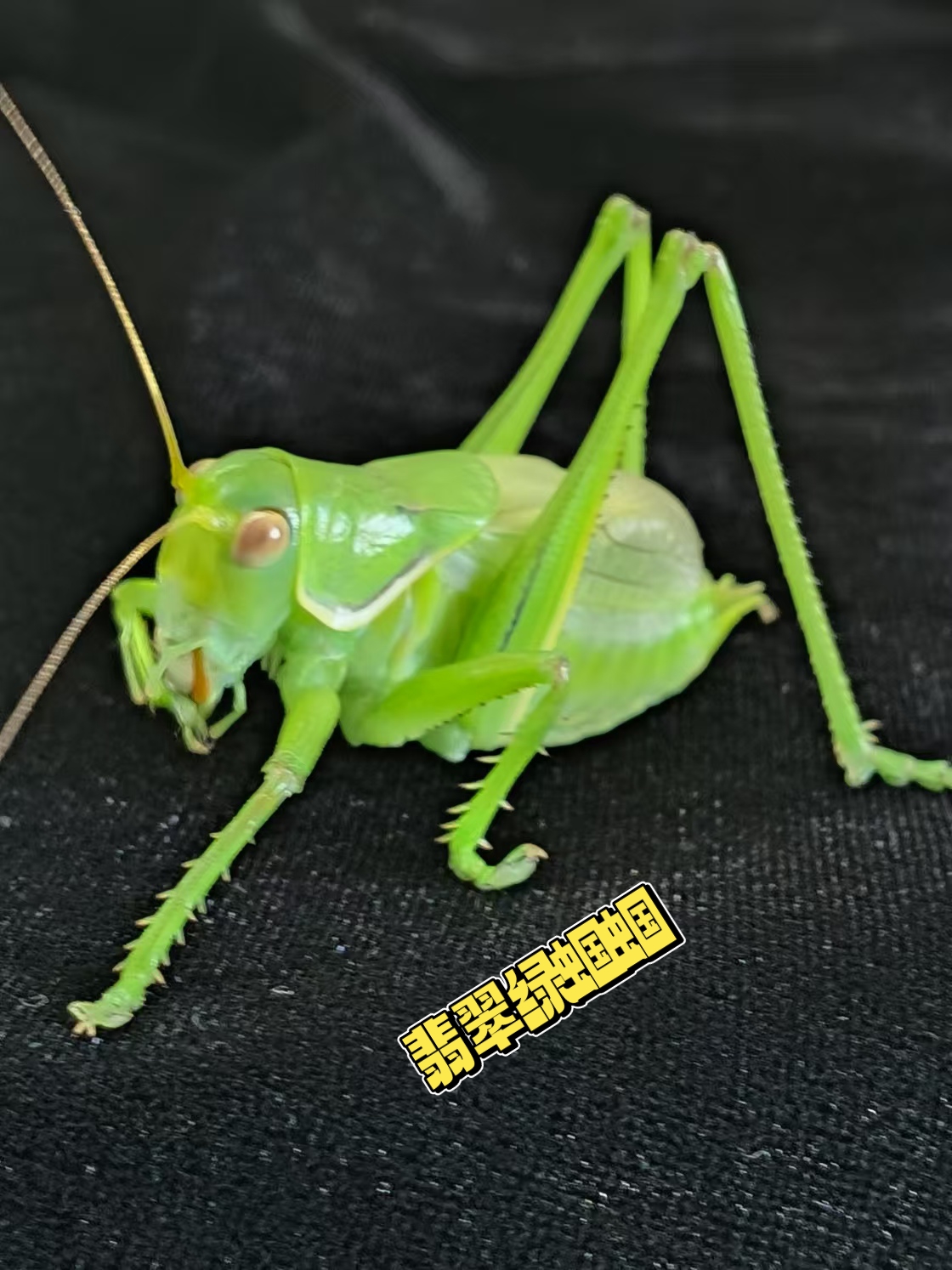 鸣虫文化#翡翠绿蝈蝈