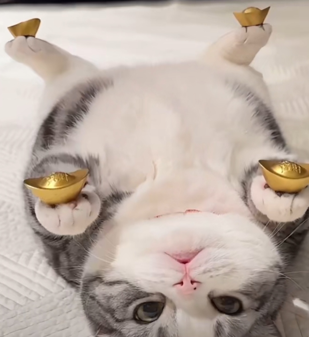 这是一只招财猫,超萌可爱的小猫咪四只爪爪上举着金元宝,这谁能不爱啊
