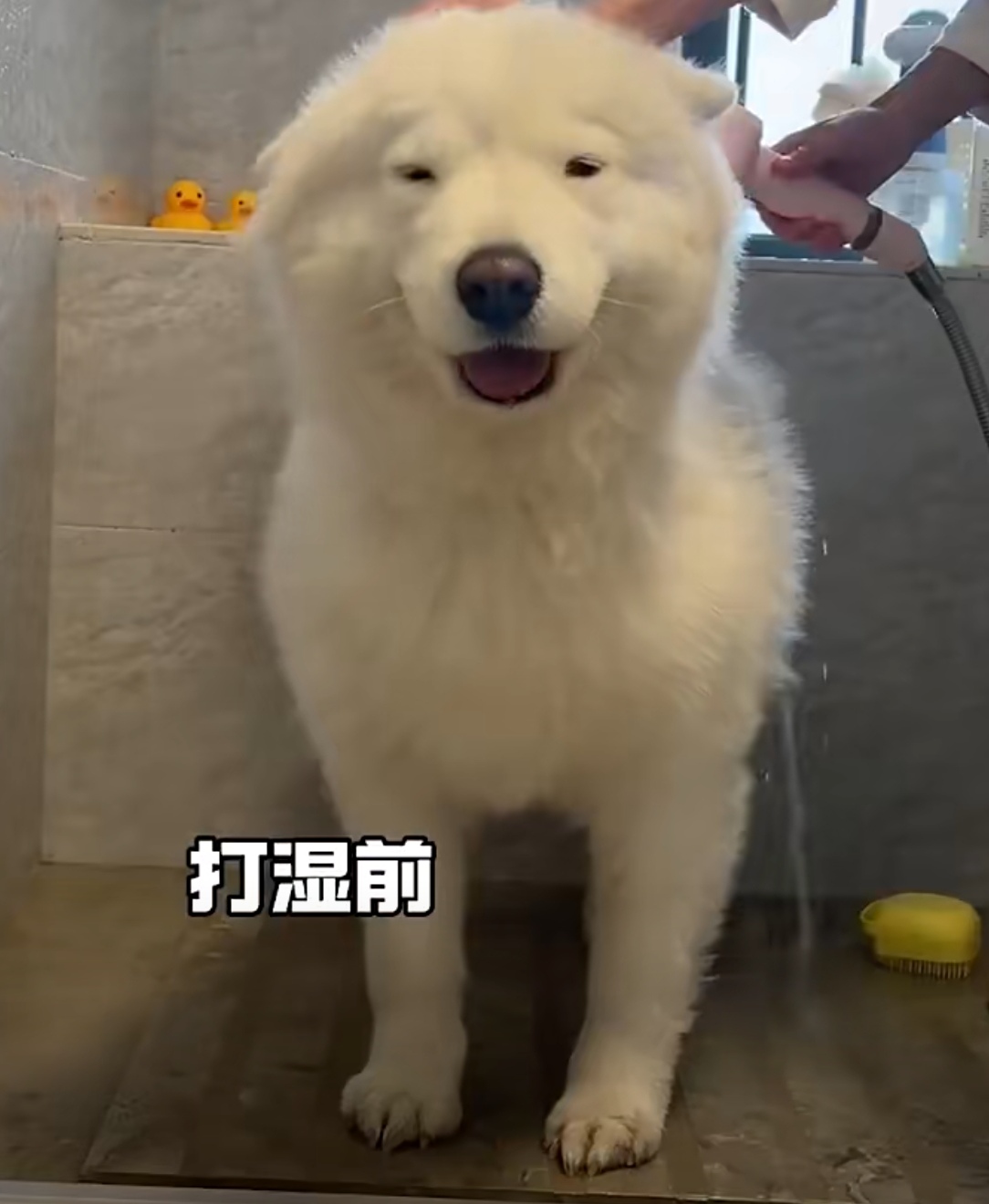 萨摩耶一洗澡秒变呆萌小海豹! 还有点像倒霉熊!#萌宠# #狗狗