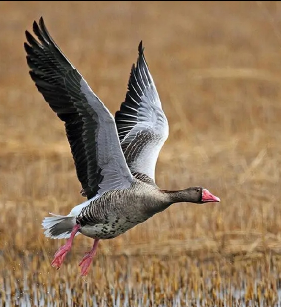 图文动态同步大赛# 卜算子.致鸿雁