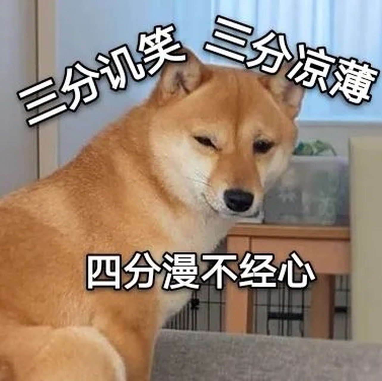 "废柴表情包"柴犬离世.