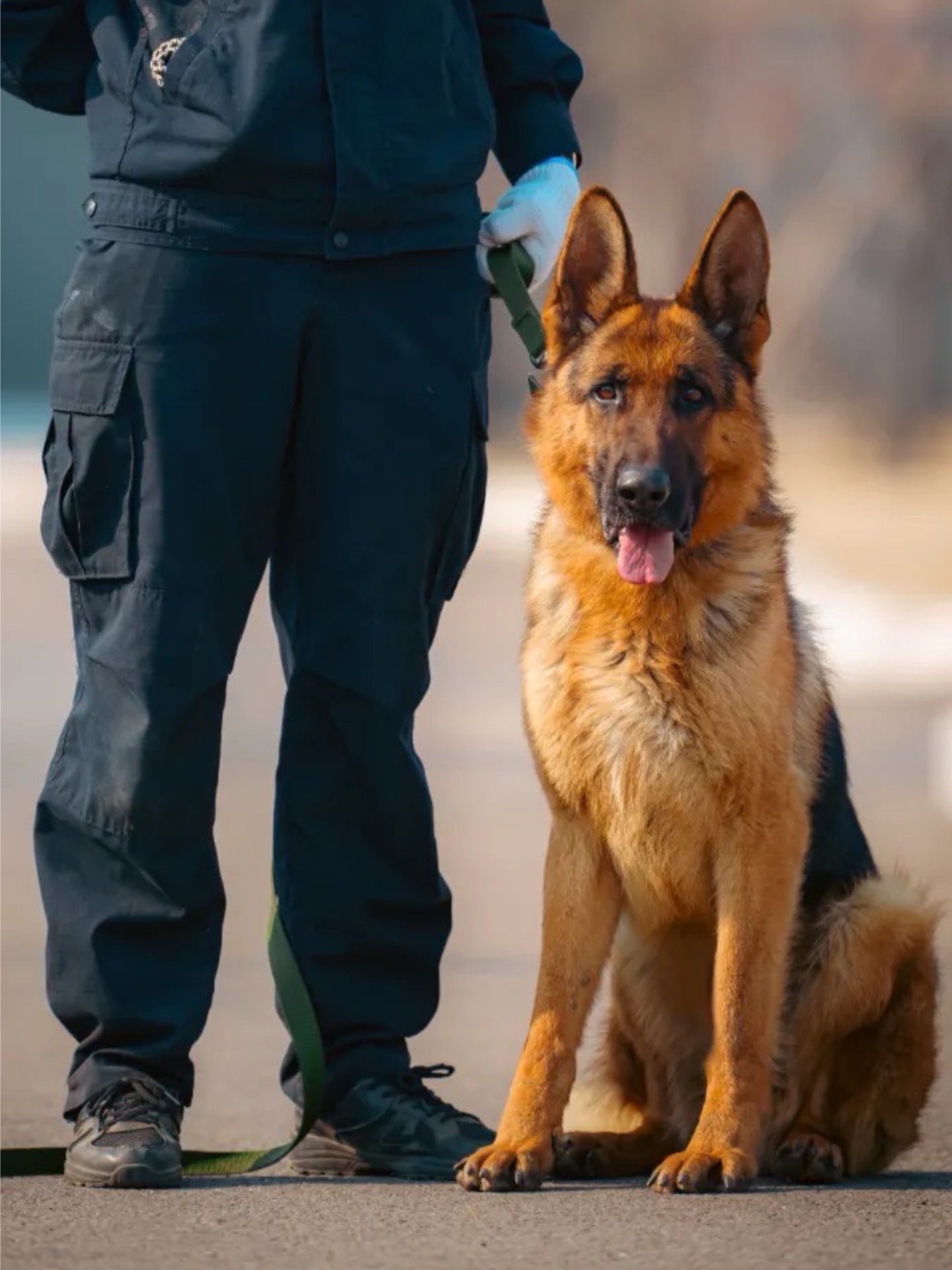 警犬品种 狗狗图片