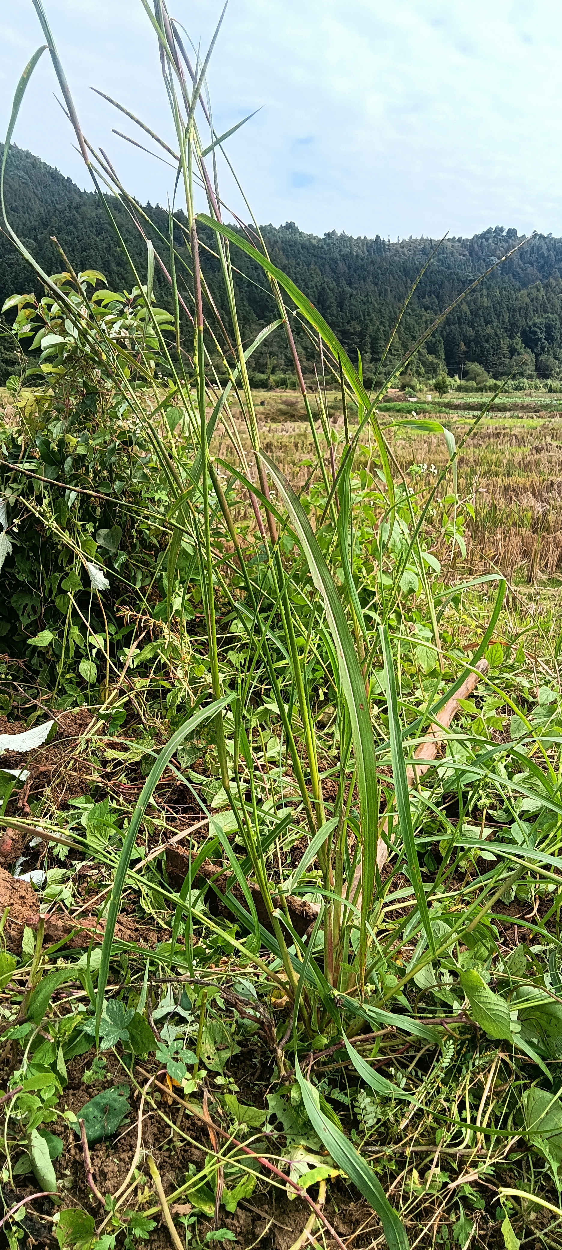 禾秆菜图片