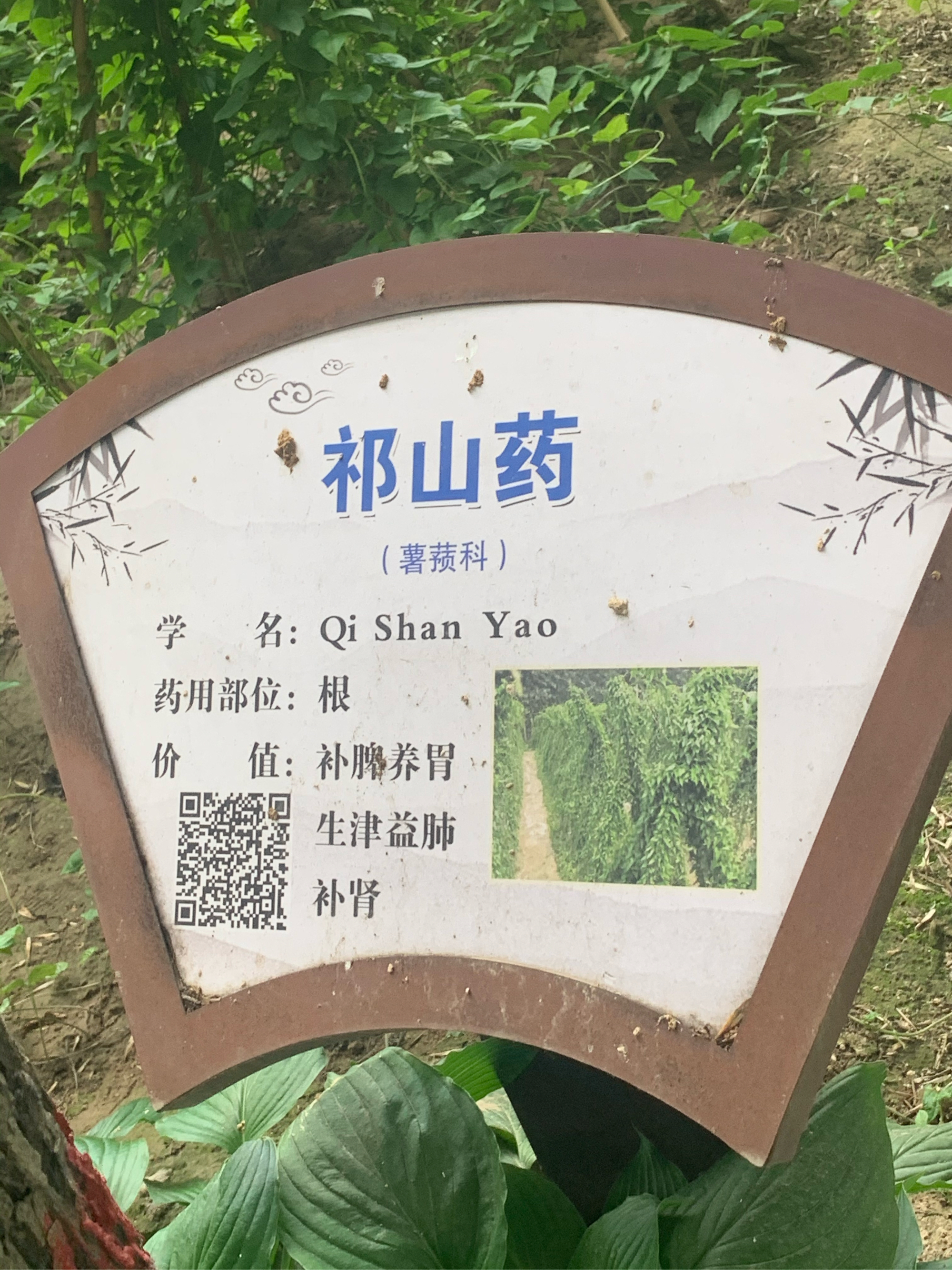 祁山药手抄报图片