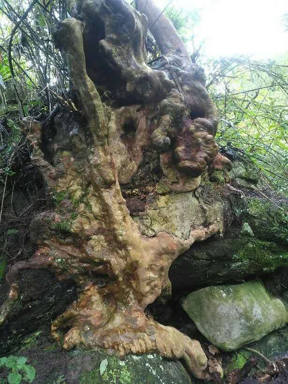 极品中的精品马林光