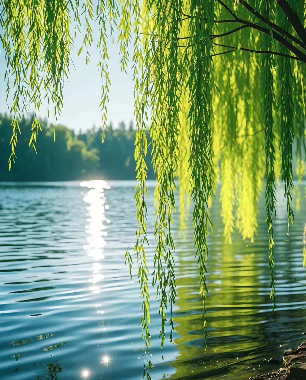真好的风景,杨柳醉春烟