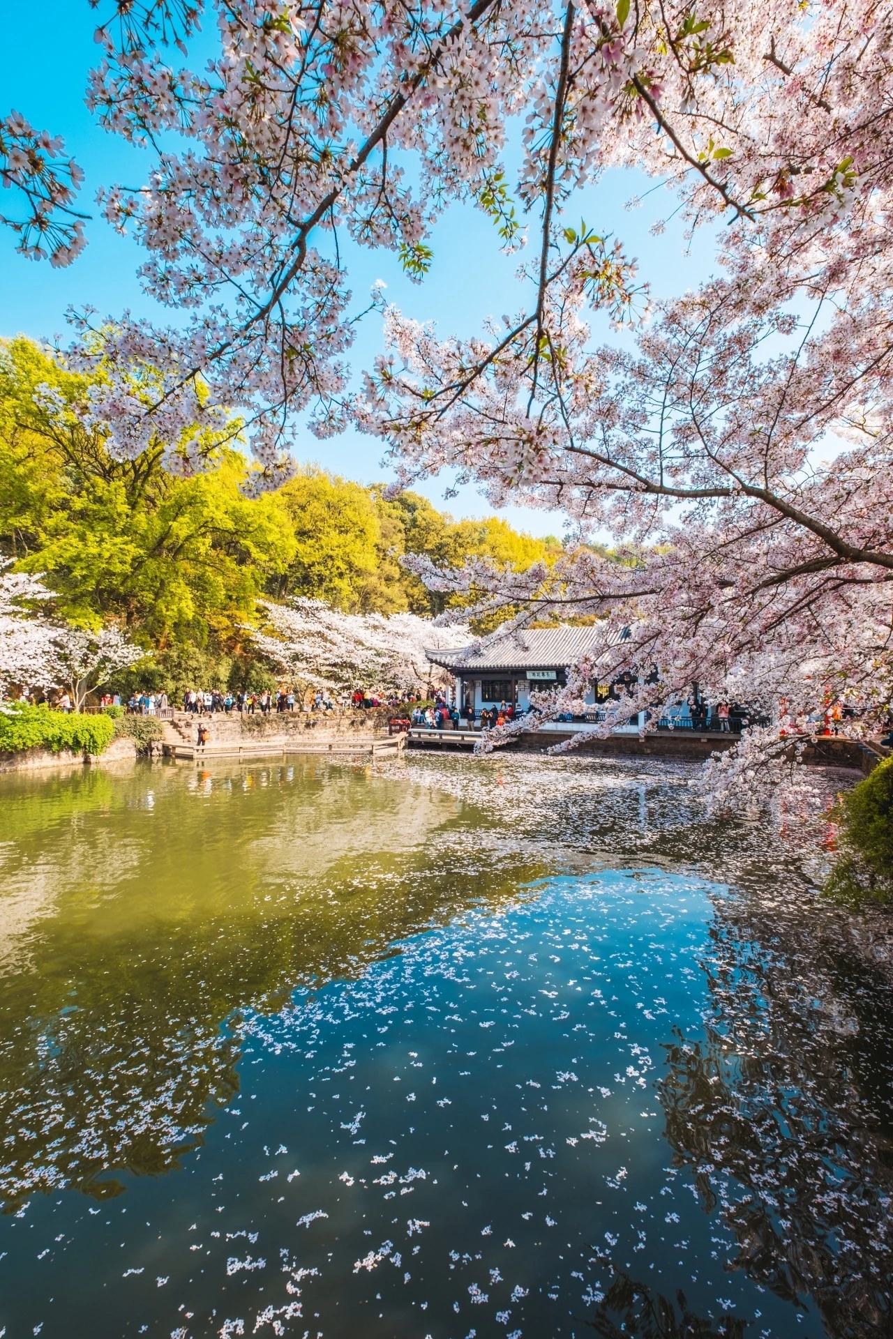 总溪河樱花图片