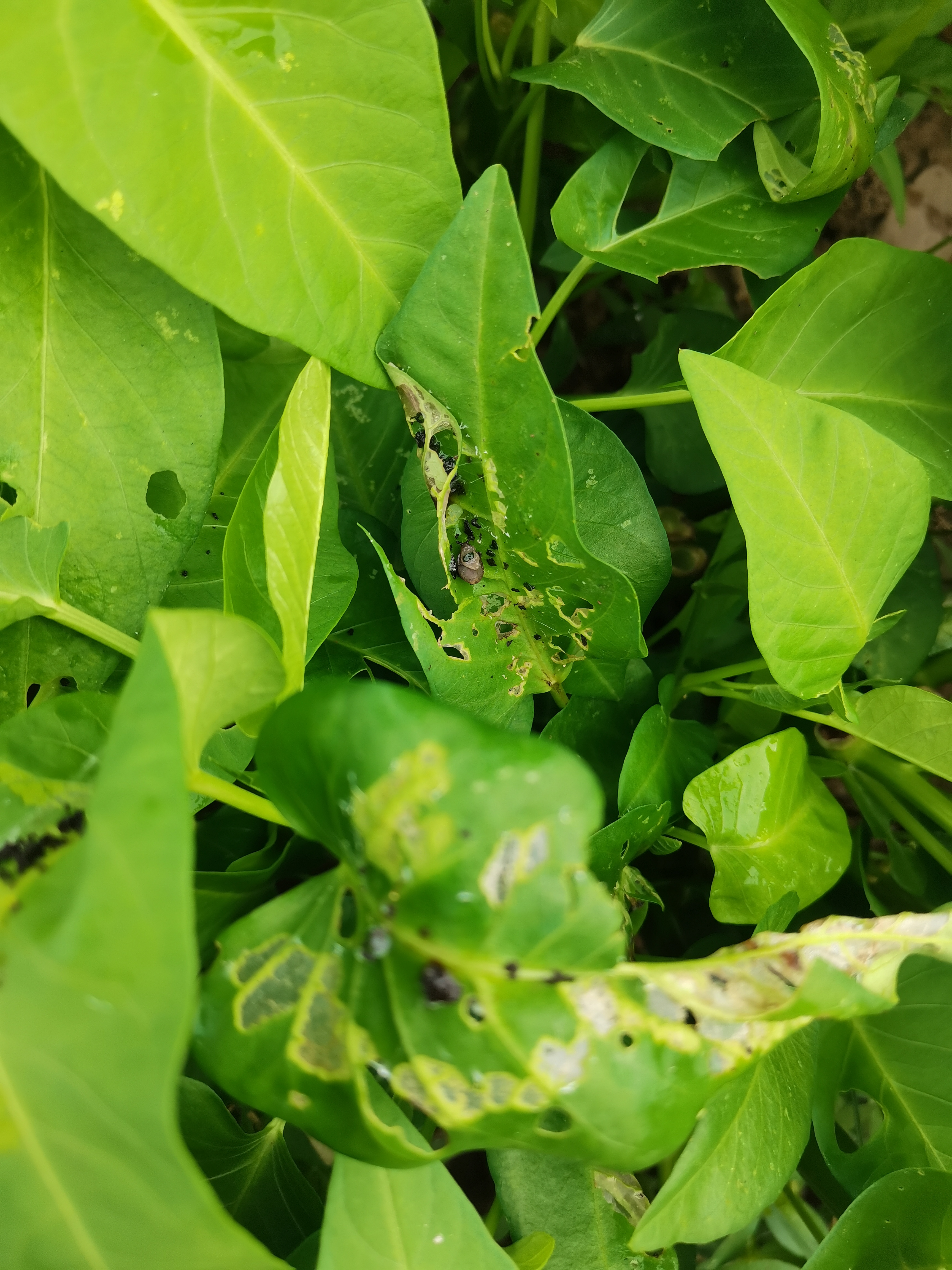 空心菜虫子图片大全图片