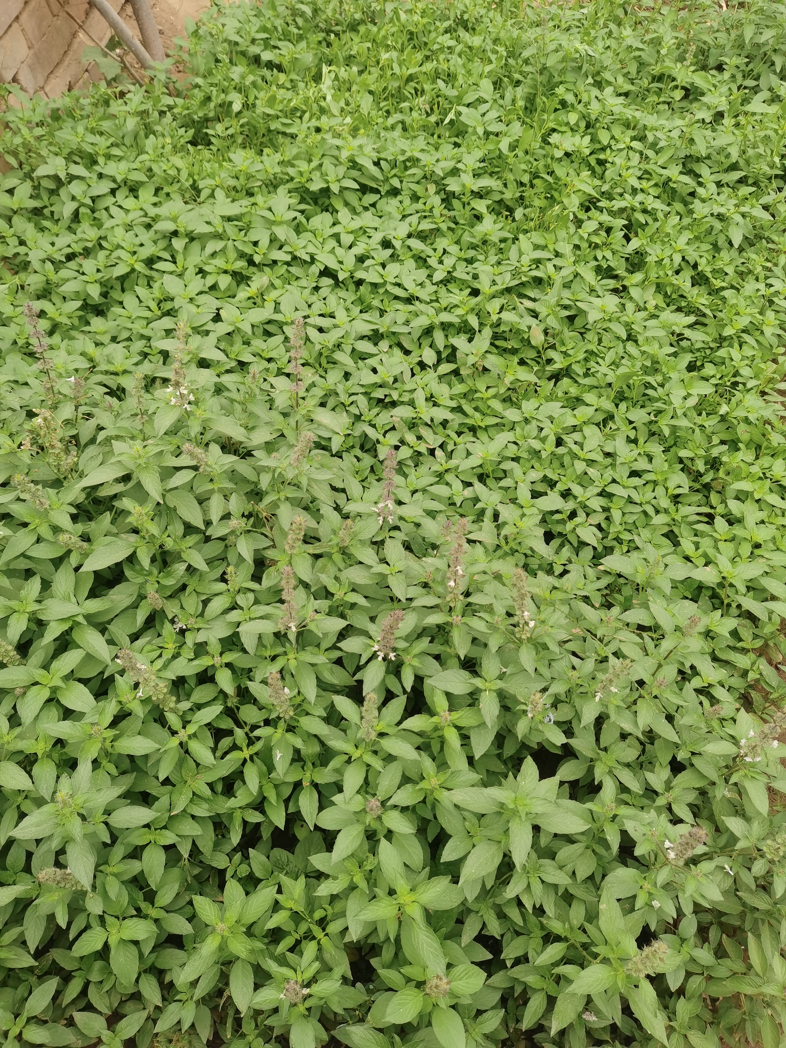 荆芥真实图片