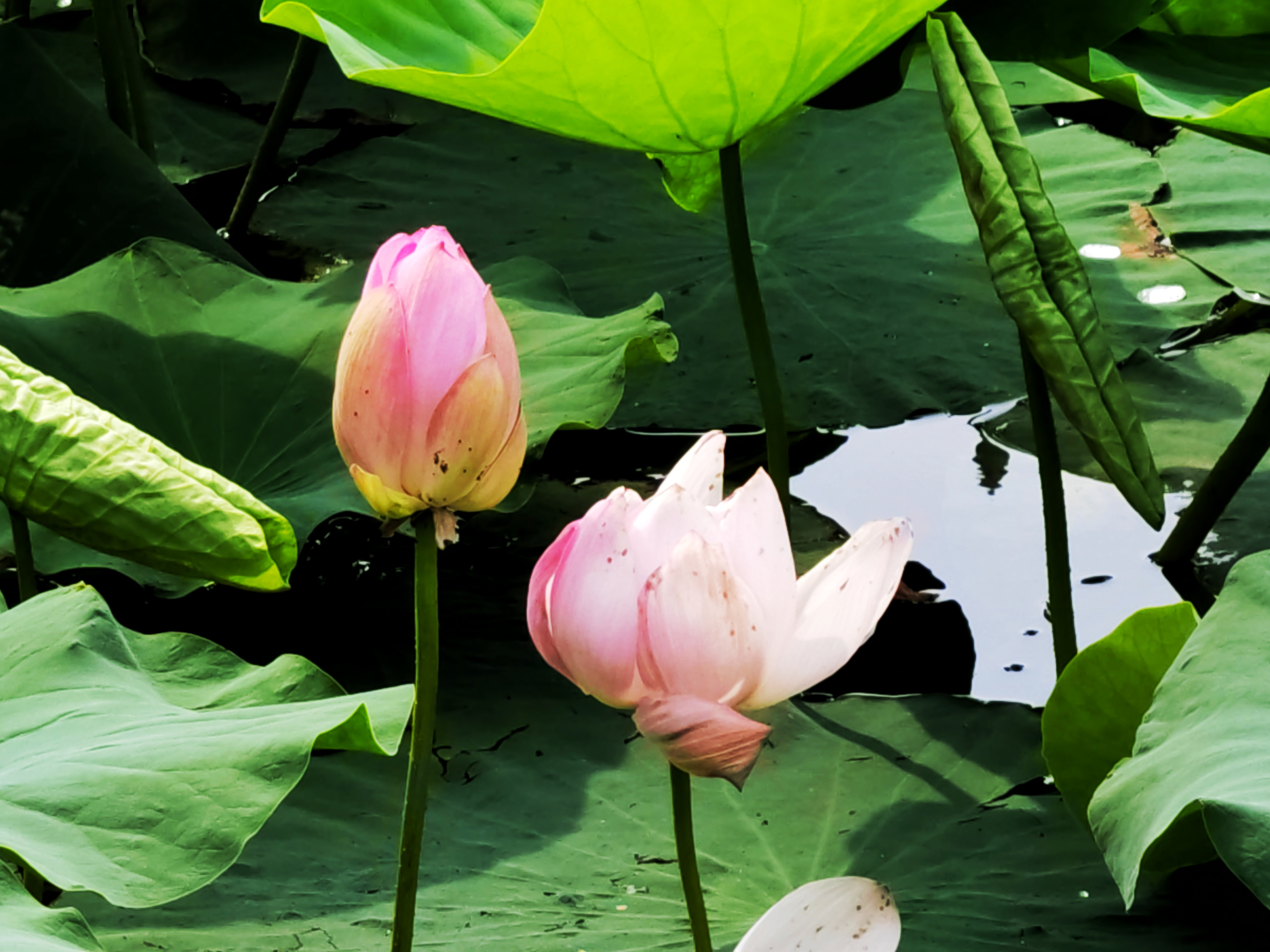 "今年端午假期,正值荷花盛开的季节,南京玄武湖景区内荷花陆续开放.