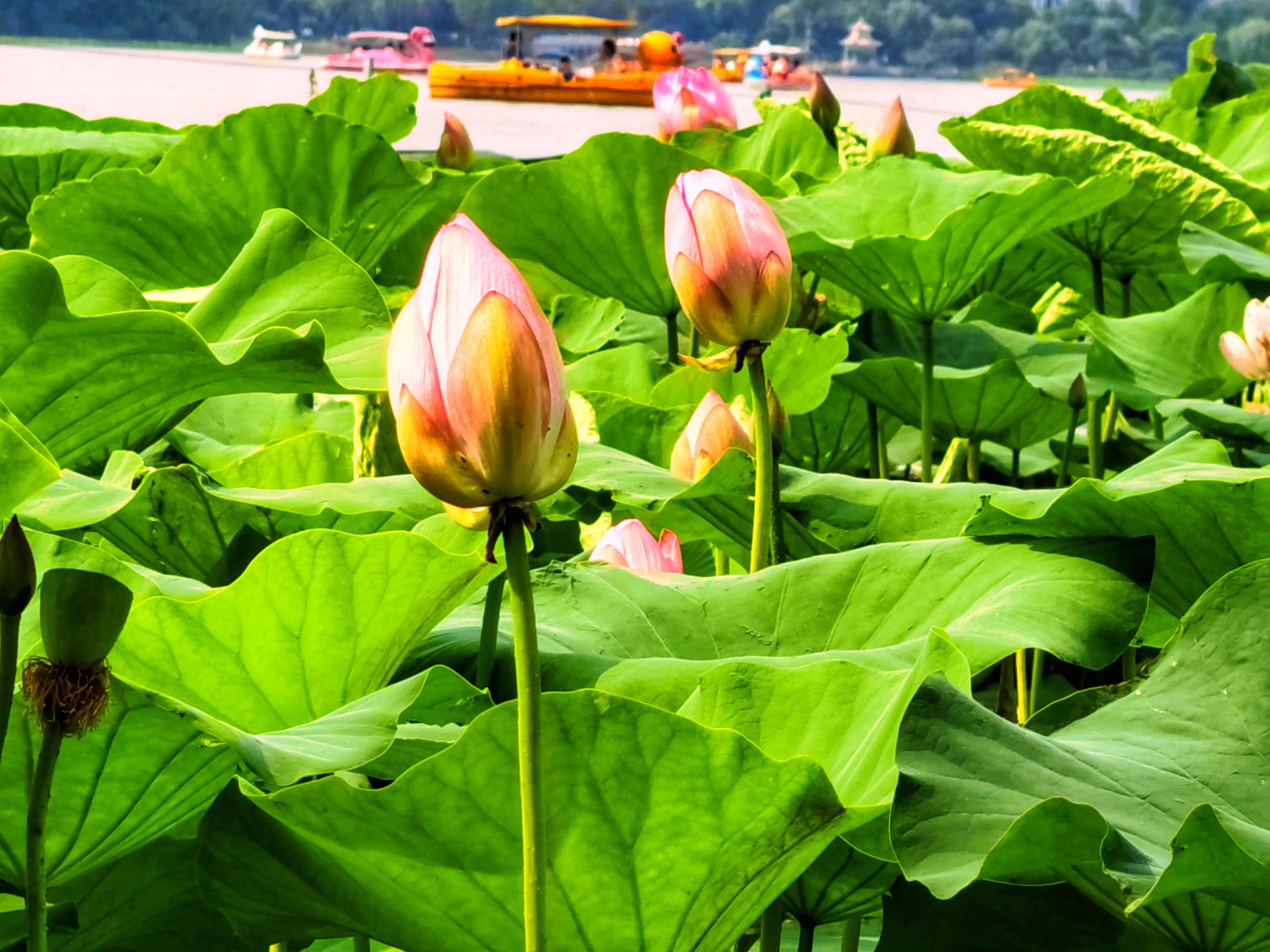 "今年端午假期,正值荷花盛开的季节,南京玄武湖景区内荷花陆续开放.