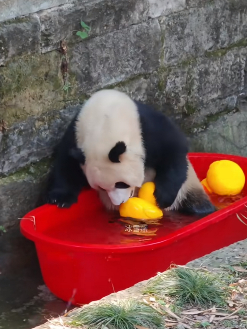 重出江湖的动物图片