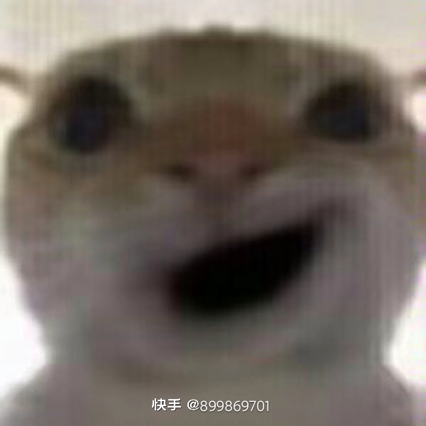 小猫搞怪表情包