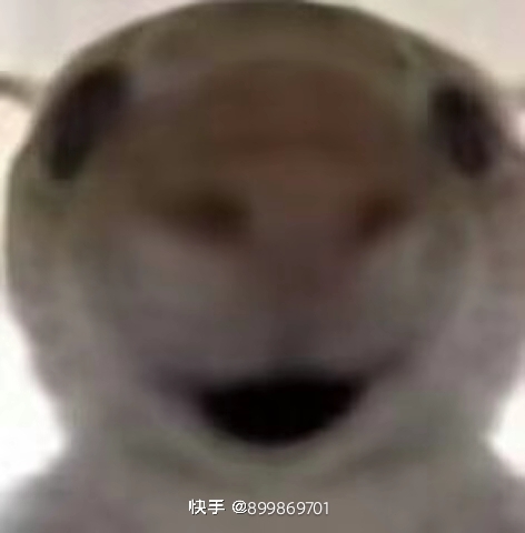 小猫搞怪表情包