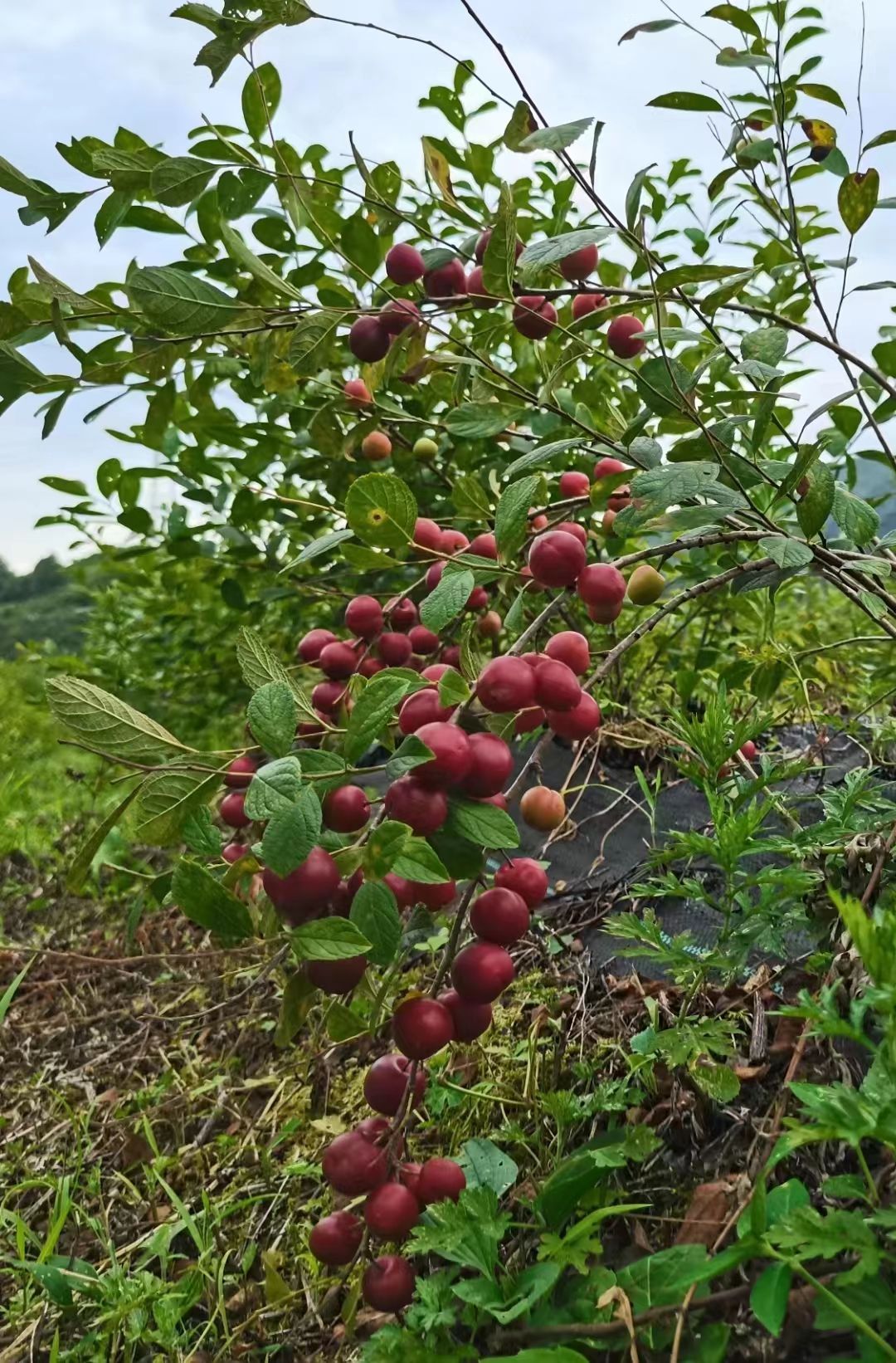 怕上火就吃马郎圣果