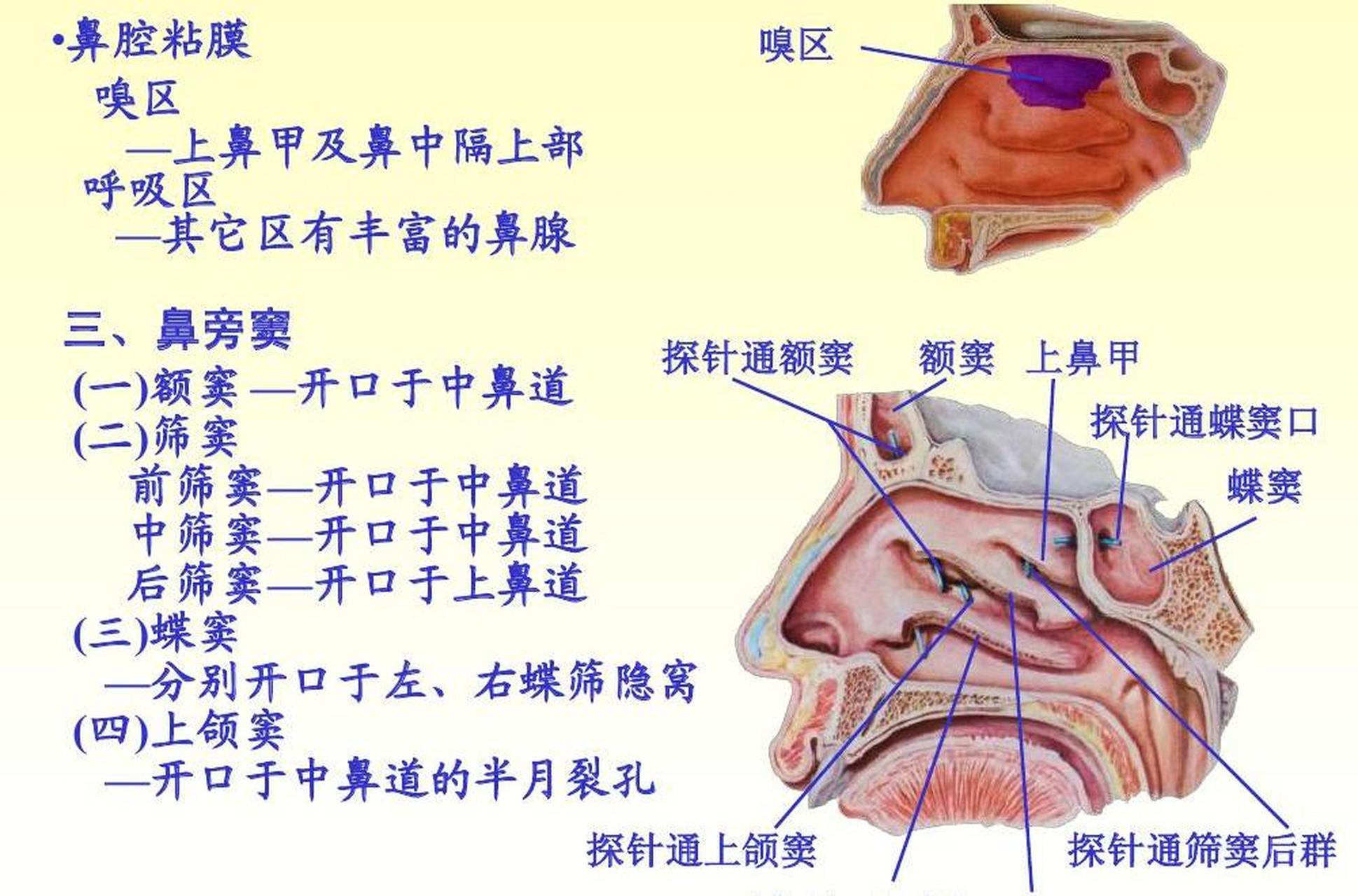 呼吸通道的起始部分,也是嗅觉器官.