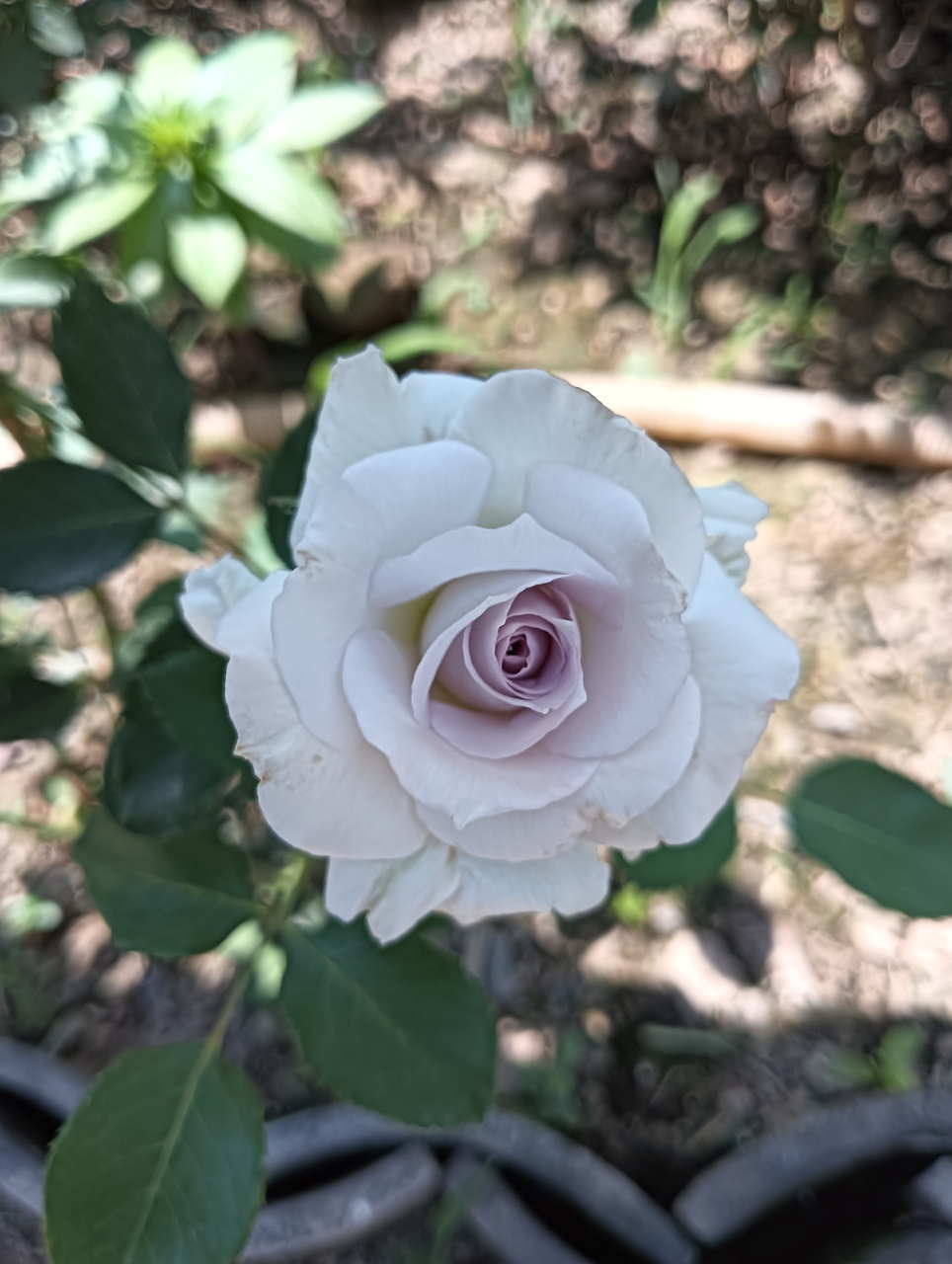 大地之蓝月季,夏天也开出了无与伦比的美丽