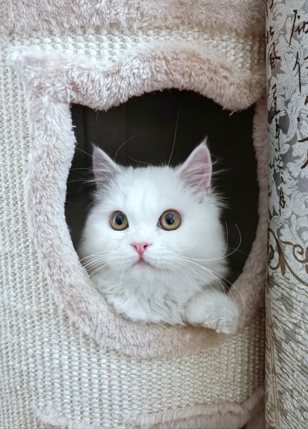 这只白色小猫真的是太可爱了!