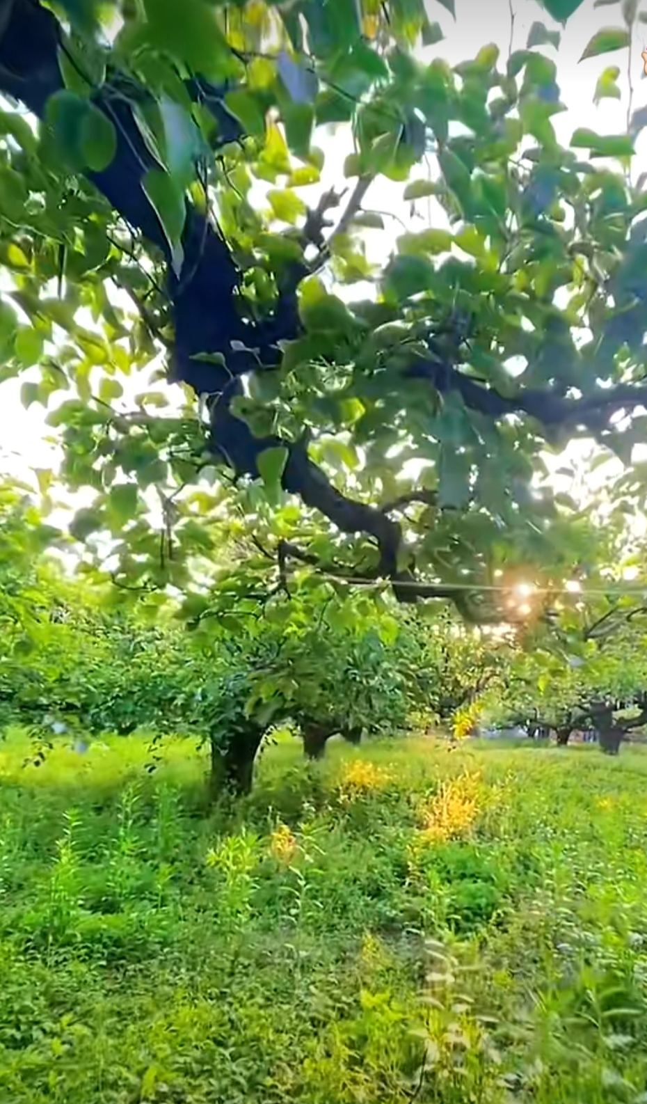 苹果树,树枝舒展,仿佛在向世界展示它的力量.