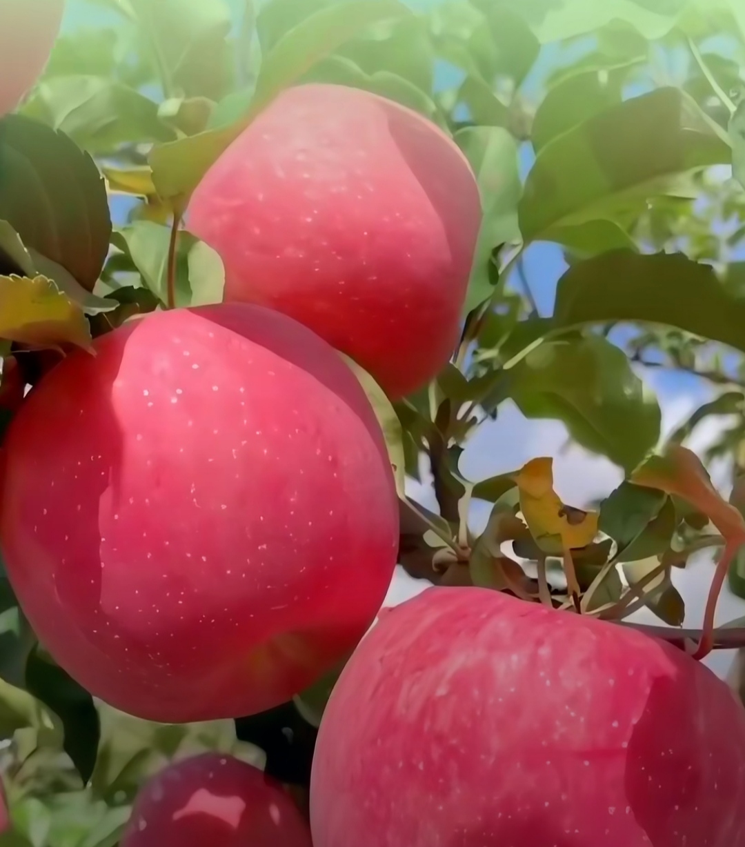 而且,这片蓝天下的苹果树,更显得宁静而神秘.