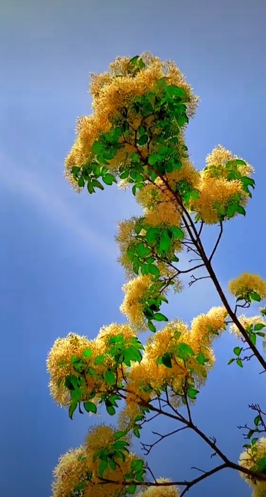 开黄花的树图片大全集图片