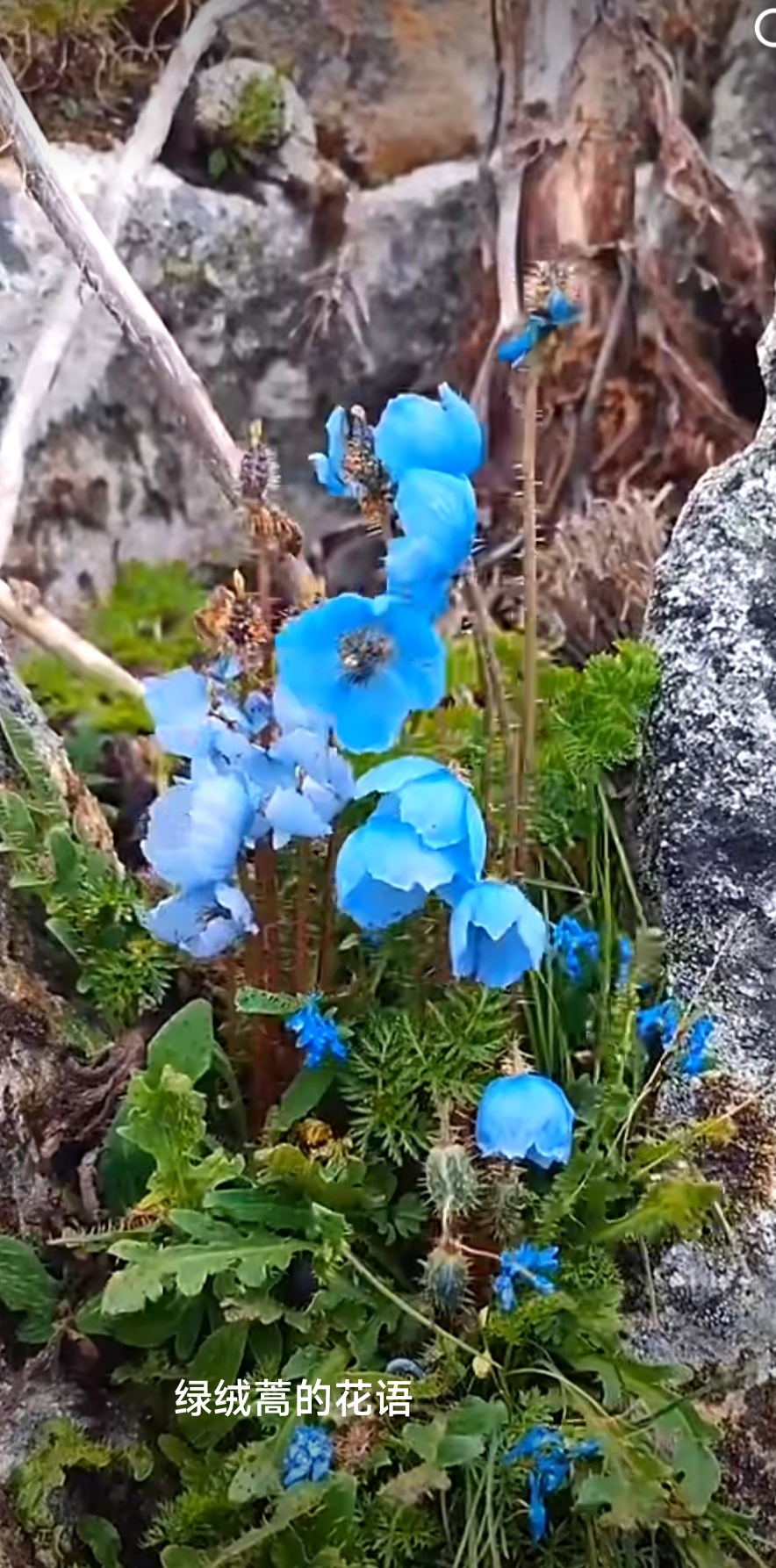 绿绒蒿花语图片