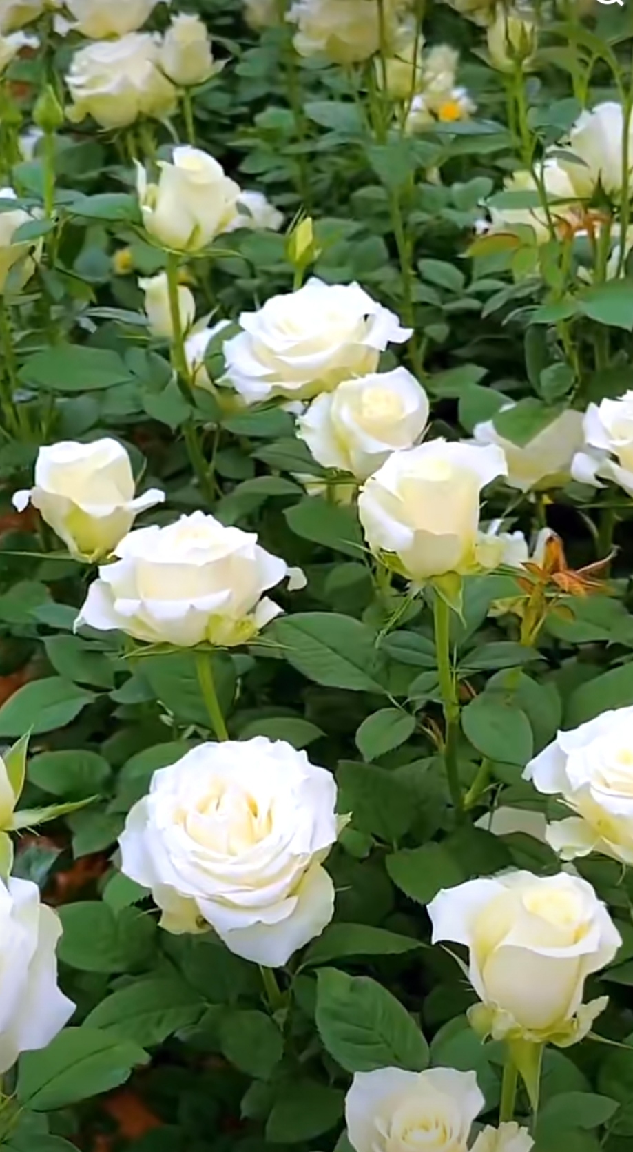 玫瑰花园中的白玫瑰,绿叶衬托下更显纯洁高雅.