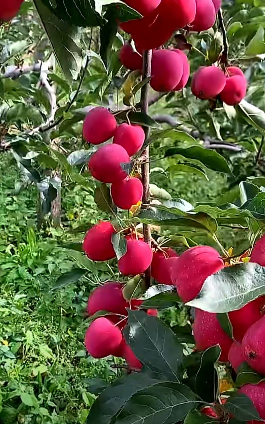 阳光透过茂密的树叶,洒在红扑扑的苹果上,仿佛点亮了整个秋天