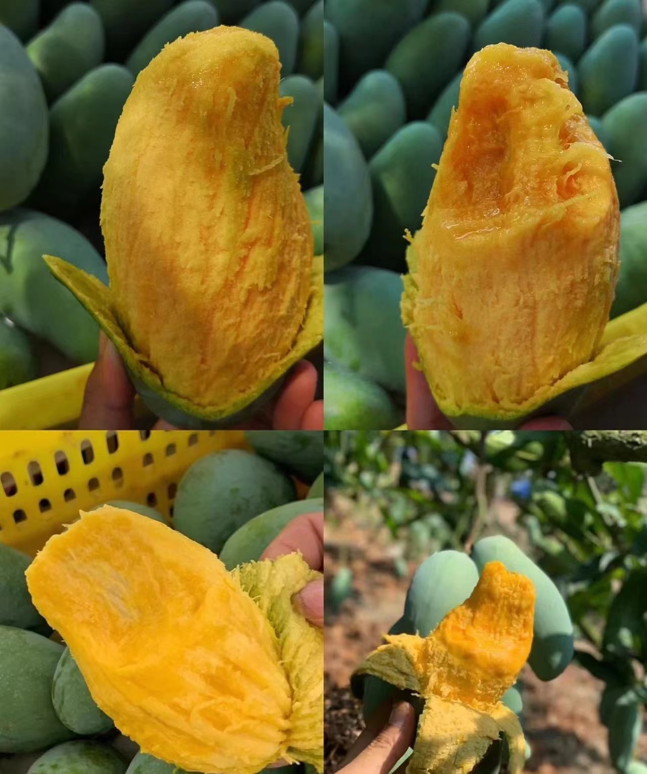 桂七香芒 甜到齁的桂七03芒果 这种甜度感觉像是外星来的芒果 "天朝