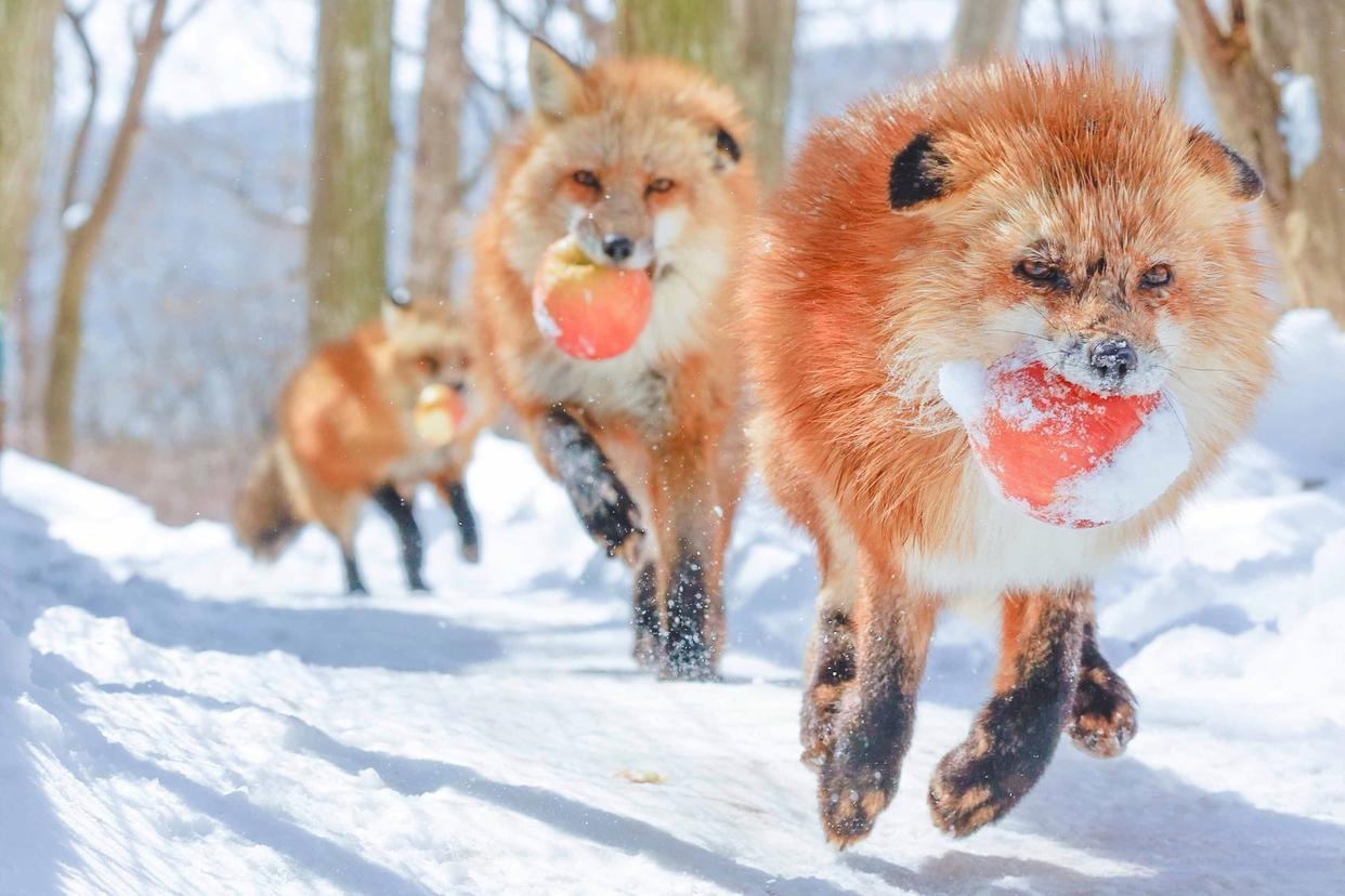 雪地里的小狐狸,叼着红苹果,来寻找前世的记忆#热门短剧# !