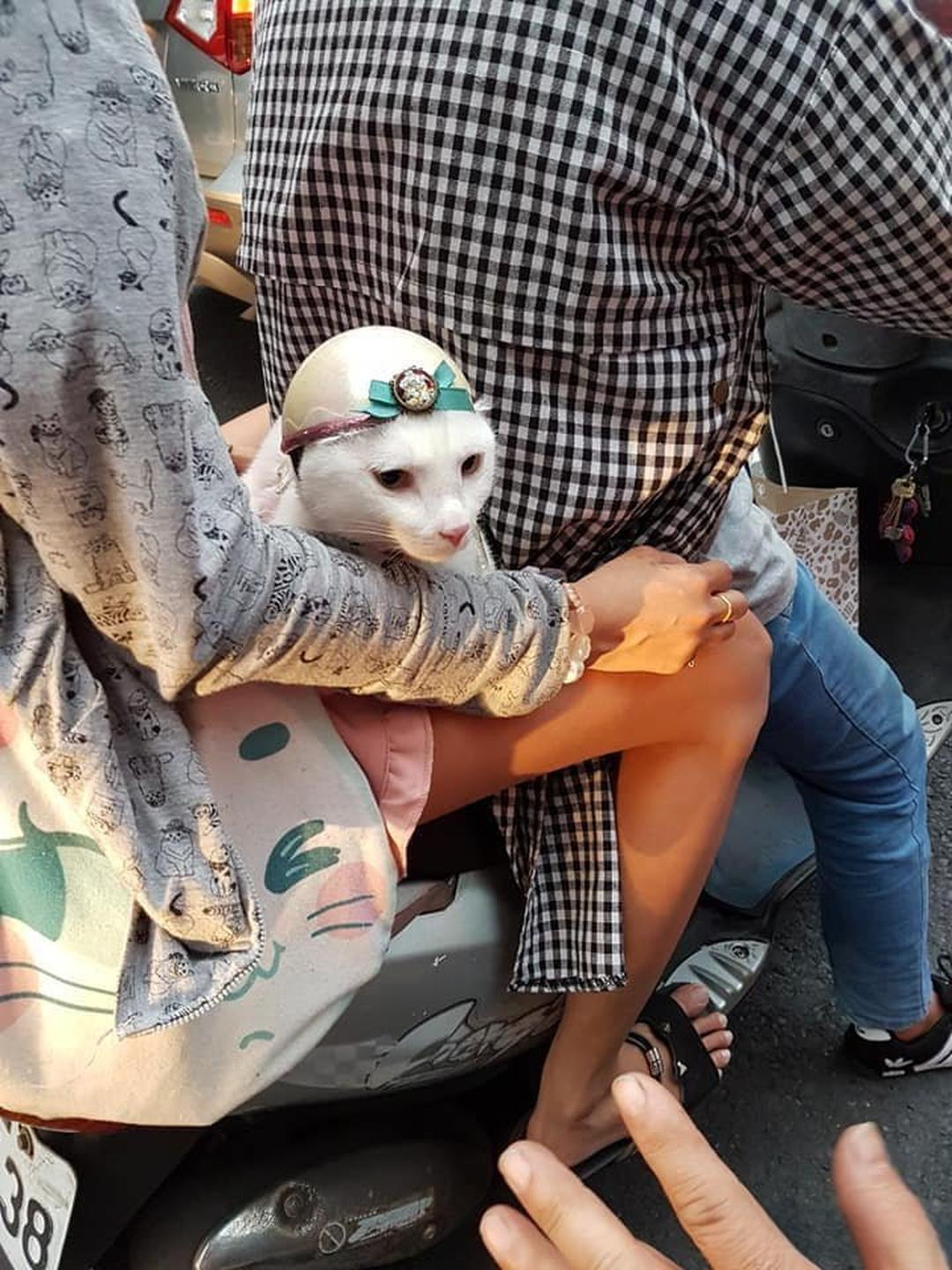 路上看到一只带着头盔的小猫咪,瞬间被这只白色猫咪的模样萌化啦?