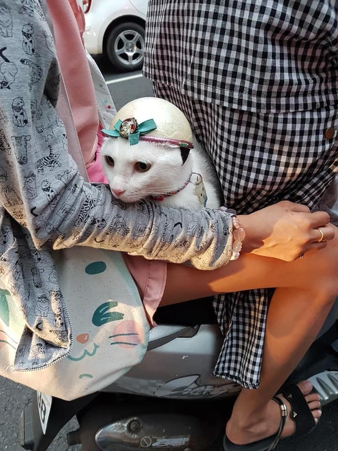 路上看到一只带着头盔的小猫咪,瞬间被这只白色猫咪的模样萌化啦?