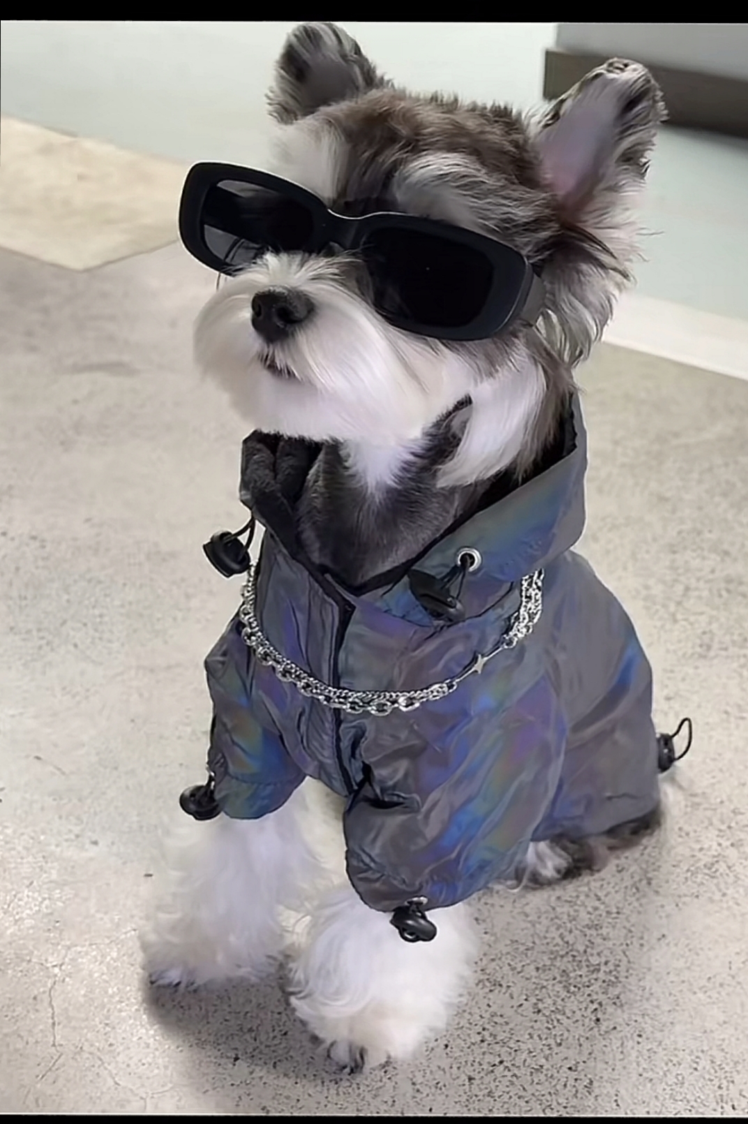 现在的狗子很时髦啊,小风衣,银链子,配个墨镜没表情,这不是妥妥的盐系