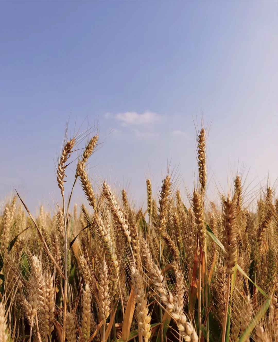 又是一年的麦芒季节,其实哪有什么风吹金麦浪, 你要写收麦子,就不能