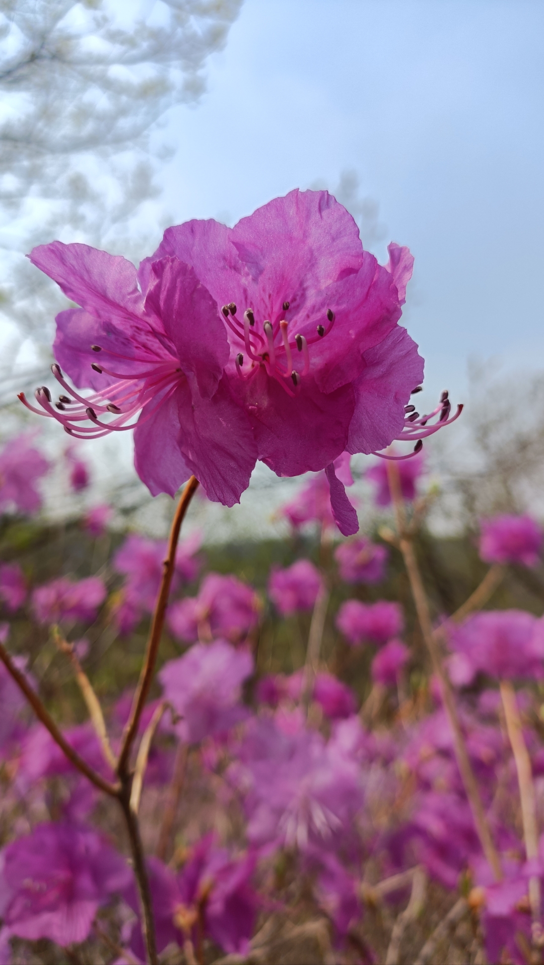 延吉的同学问是不是她那里了,我说是家周边的山上,她告诉我金达莱花是