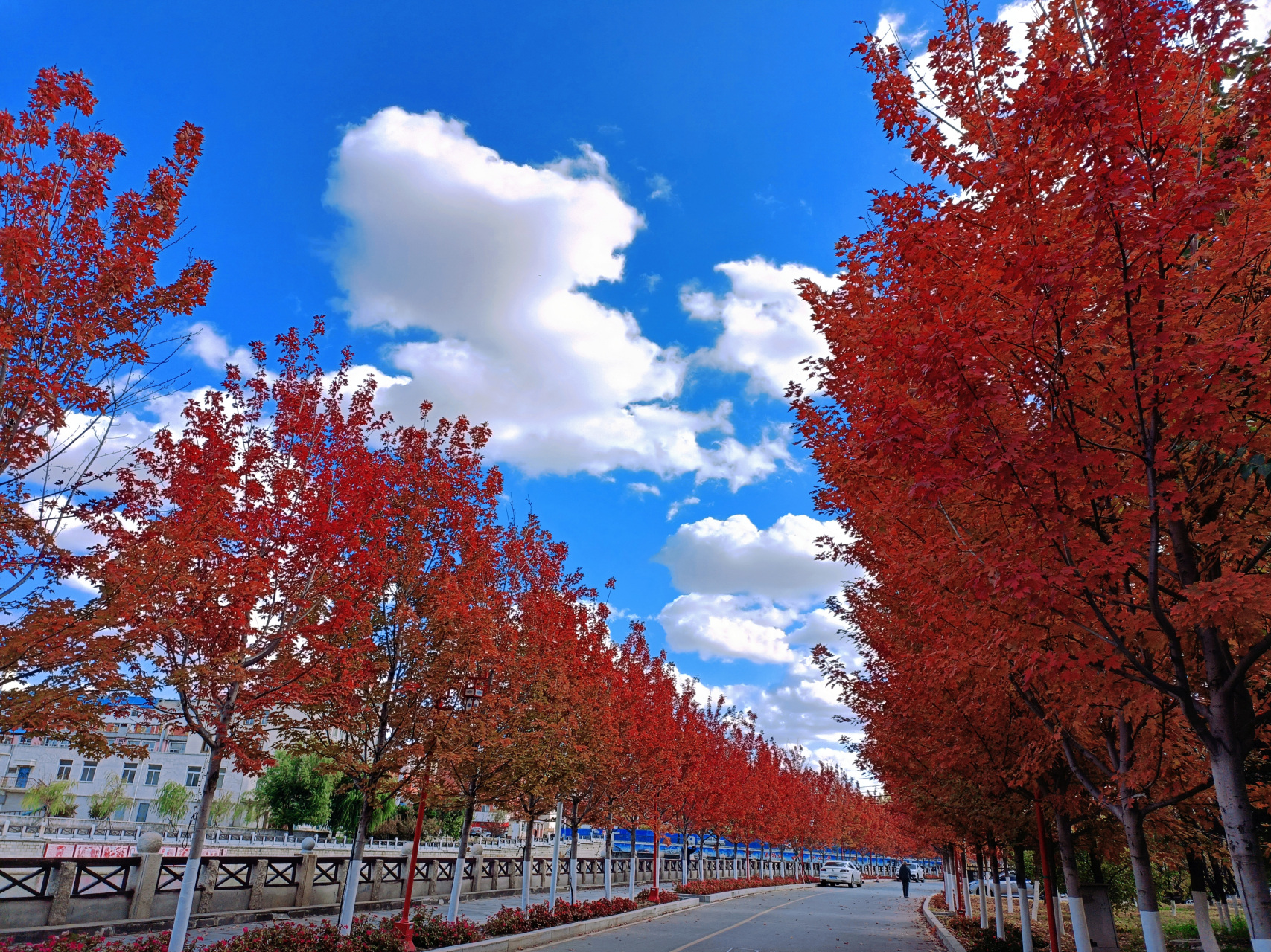 当秋天的韵律染红林间, 这片枫叶携着故事来到你身边.