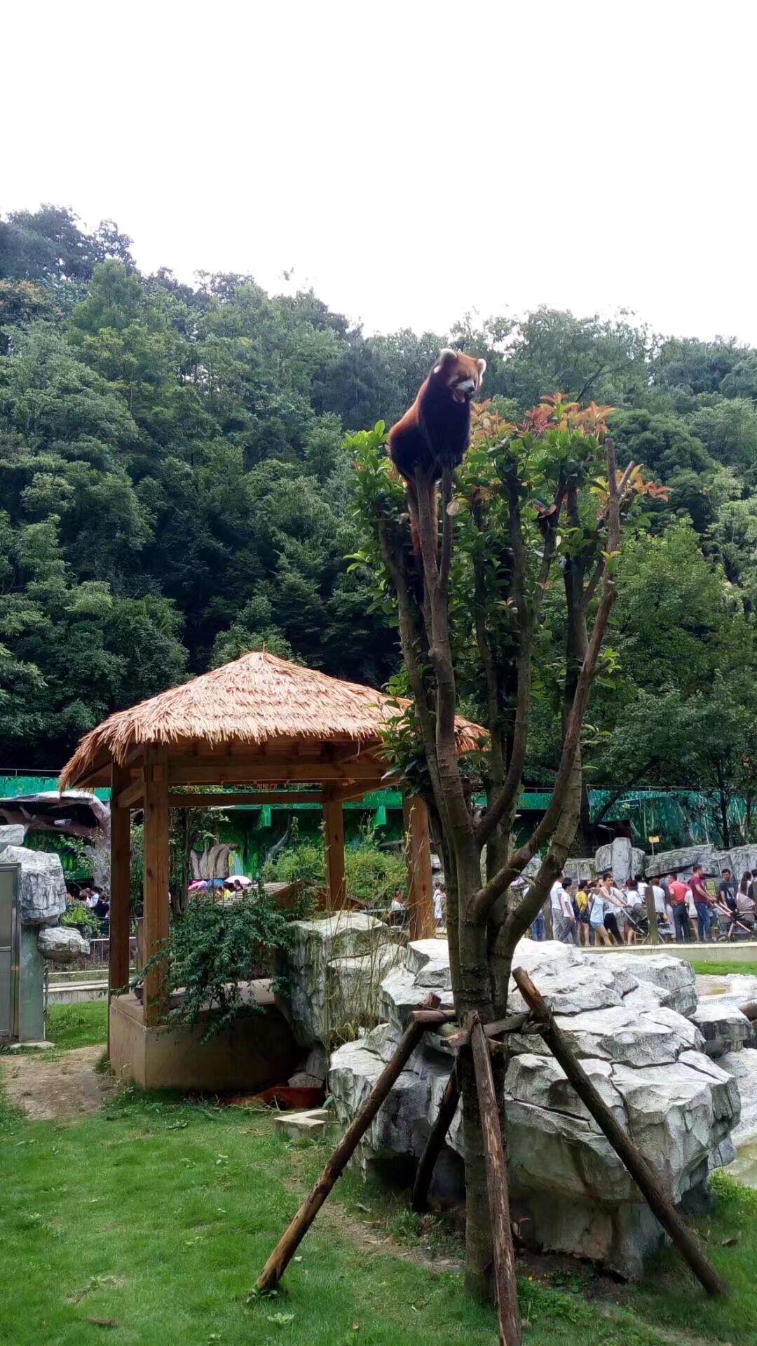 看动物世界,认识动物比赛#我要上热门#