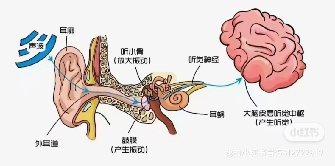 听觉中枢 位置图片