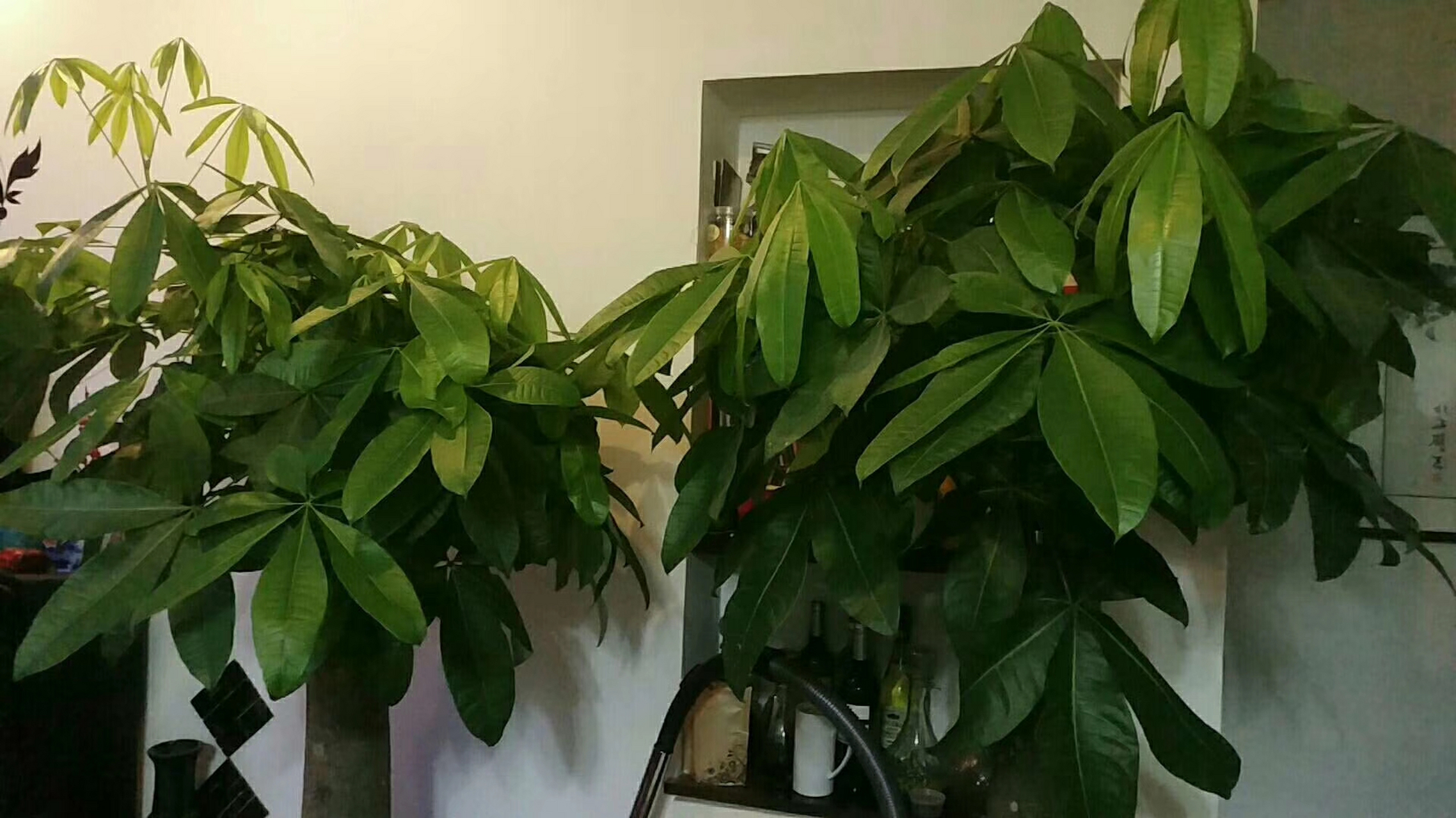 发财树苗种植基地批发