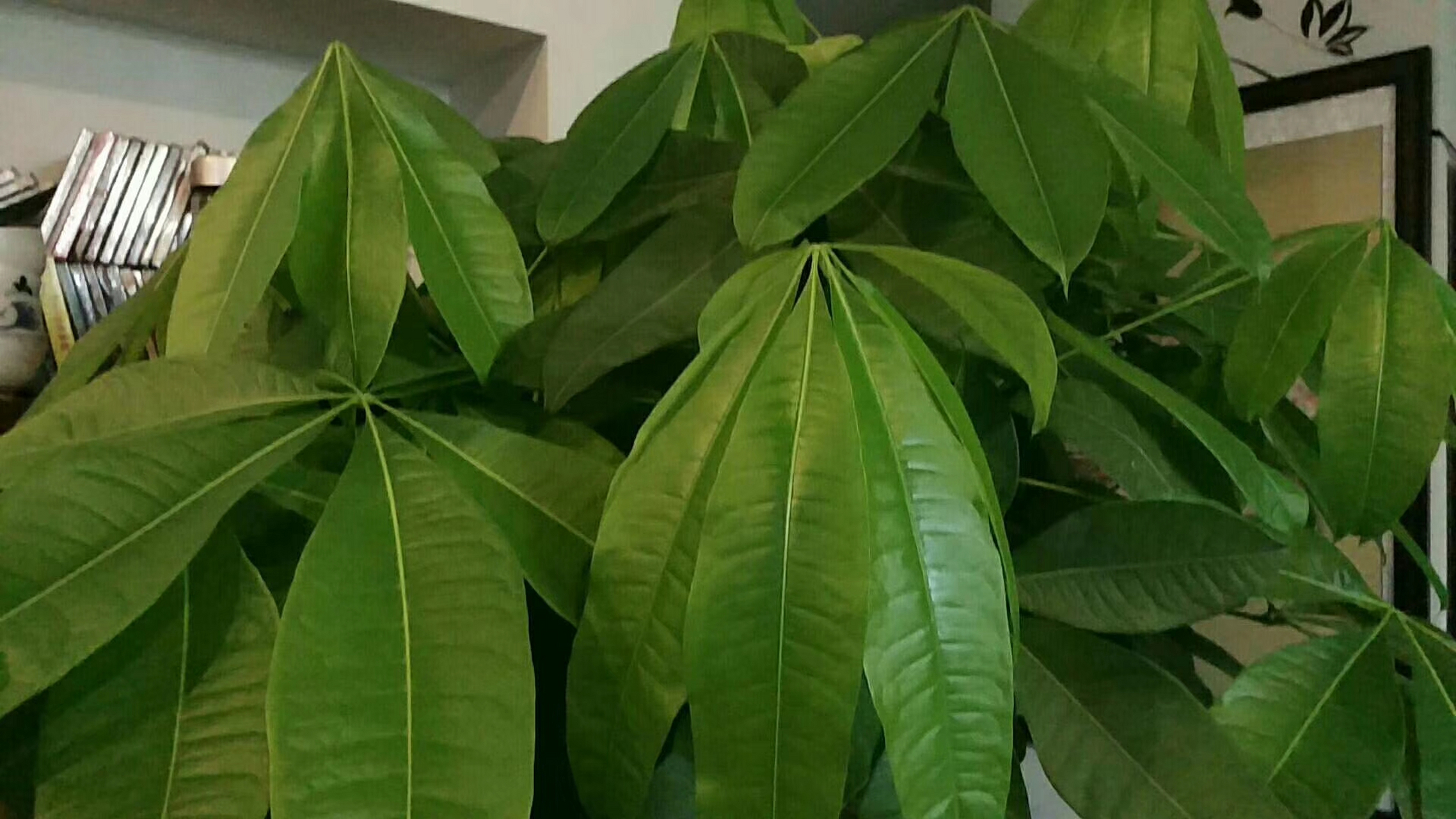景观树养护