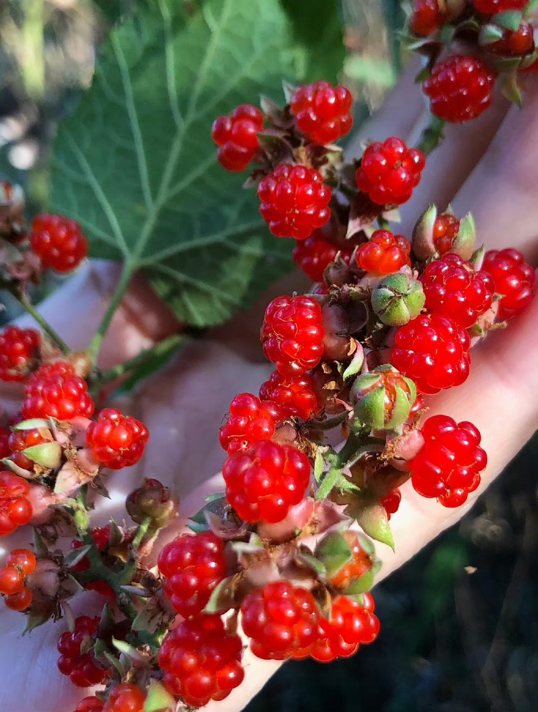 有多少人见过这两个,却说不上来叫啥的,小时候满山遍野去摘,一摘一大