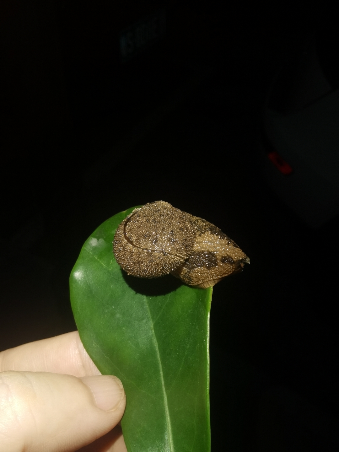 这种是什么蜗牛,求解[握手]