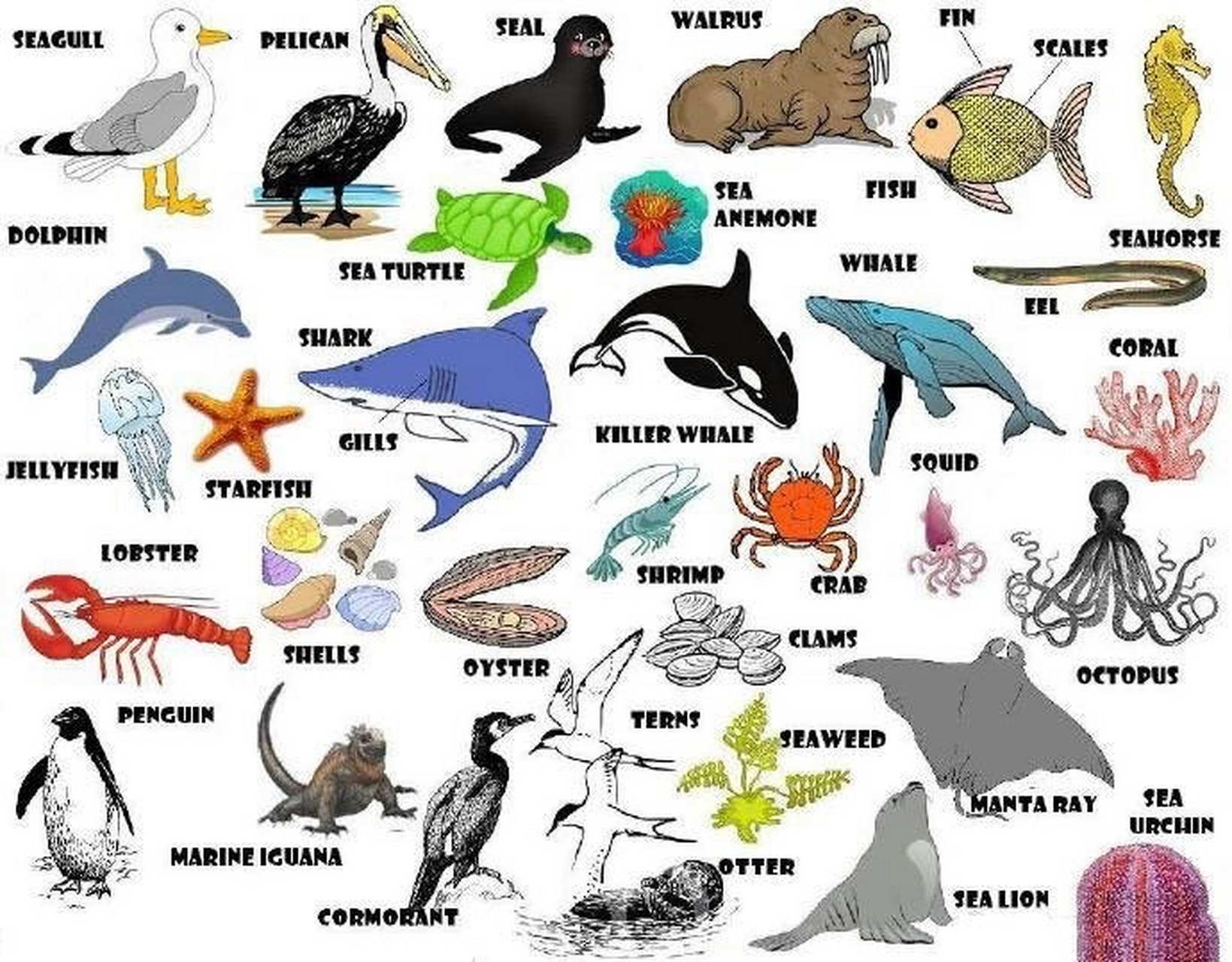 【水族馆动植物英语】 seagull 海鸥;pelican 鹈鹕;seal 海豹; walrus