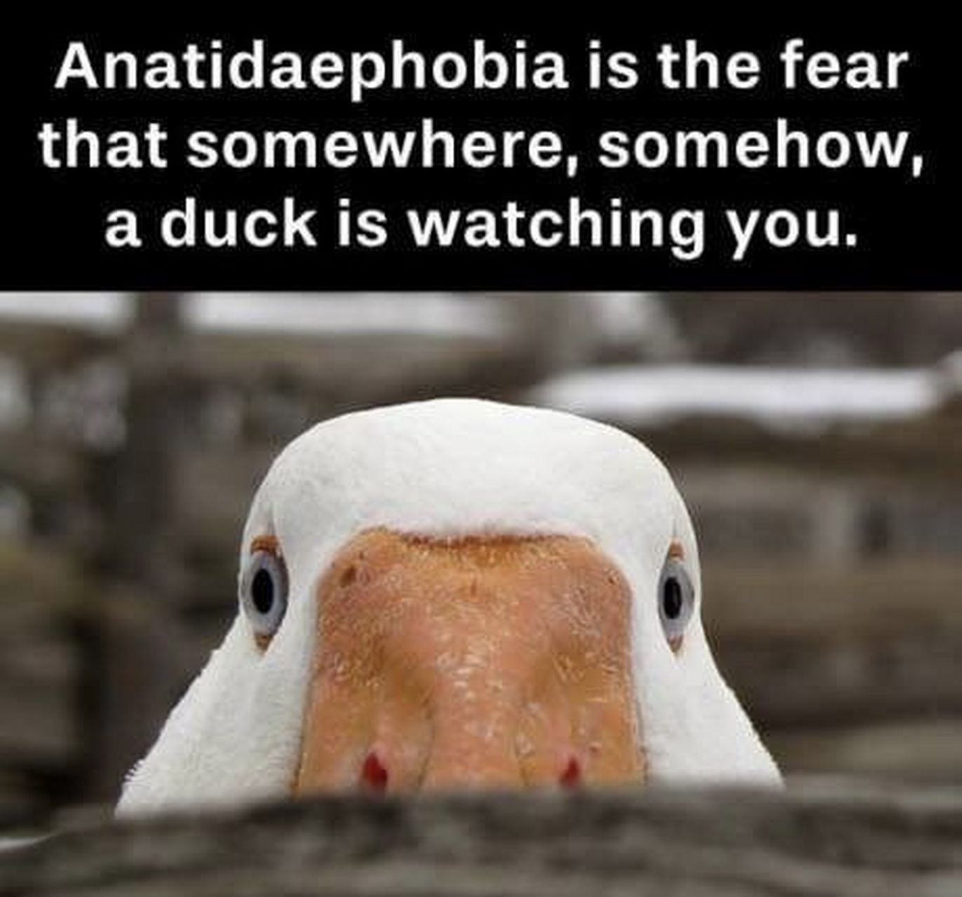 anatidaephobia图片