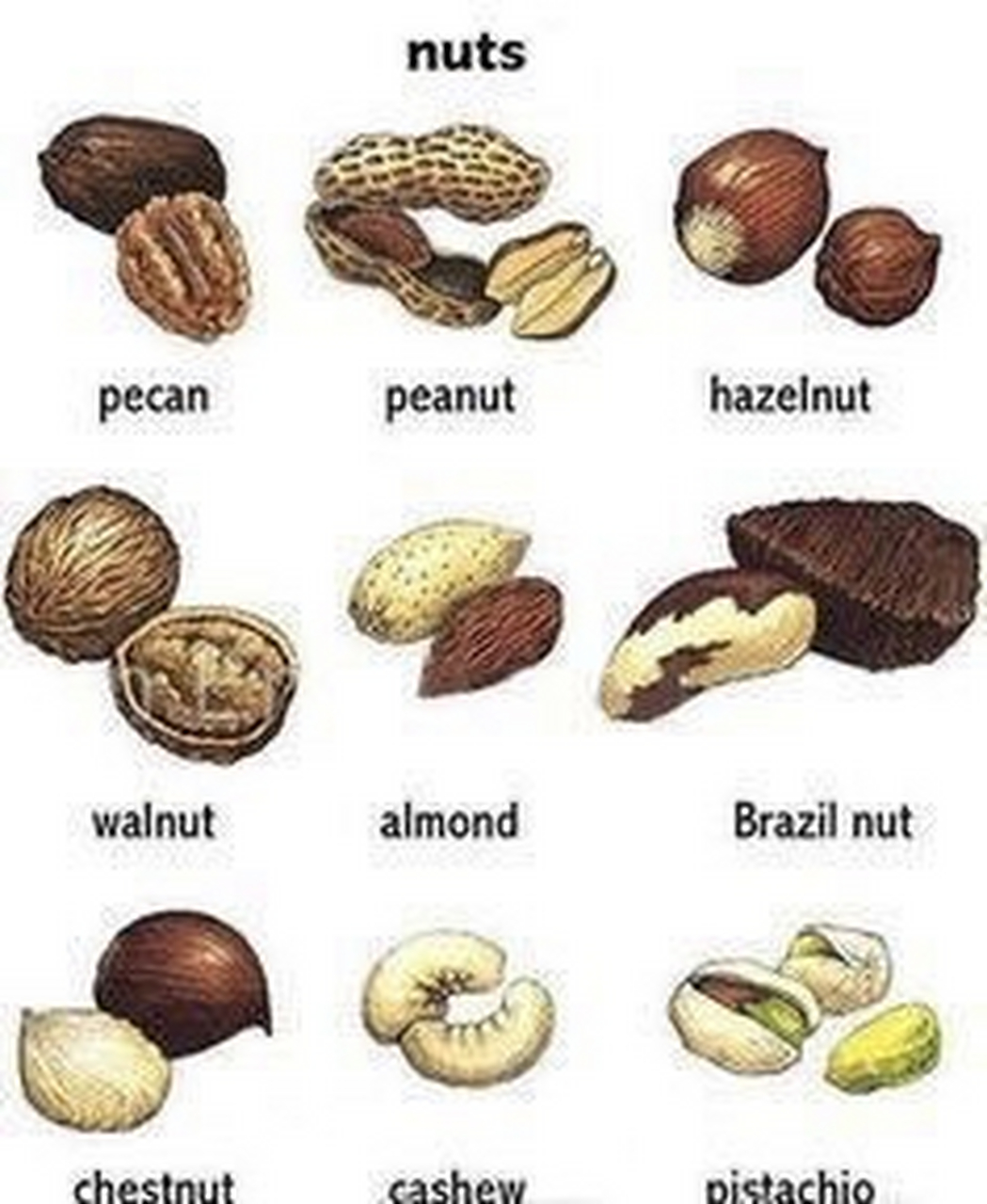 【坚果类英语常用表达】 腰果 cashew nut;花生 peanut;瓜子 pepitas