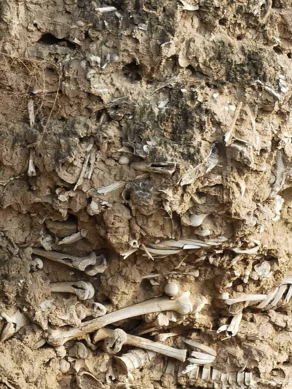 山西稷山县有处1000多年前的"万人坑",位于玉璧城遗址黄土断崖上,层